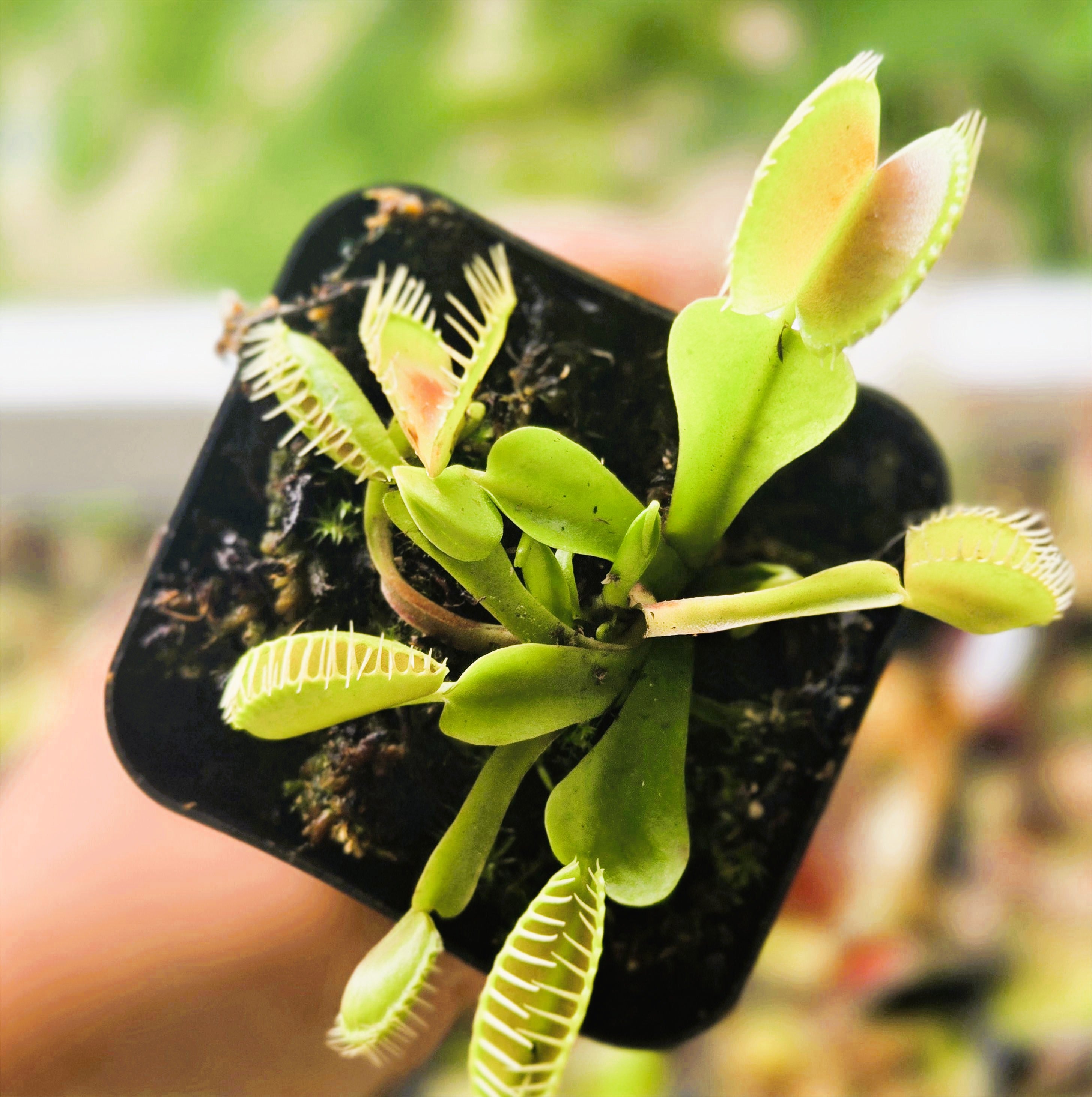 ラハイナ！！ Dionaea muscipula 'Typical' – Canadian Carnivores