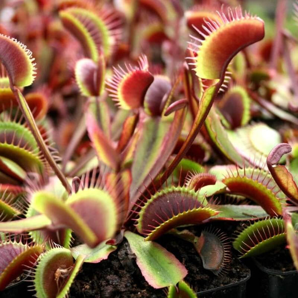 Venus Flytrap Guide