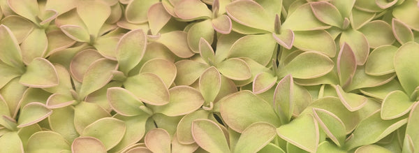 Pinguicula Care Guide