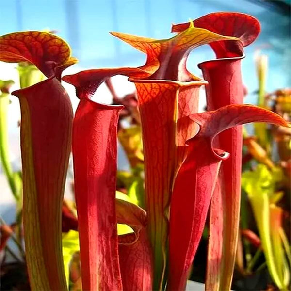 Sarracenia Care Guide