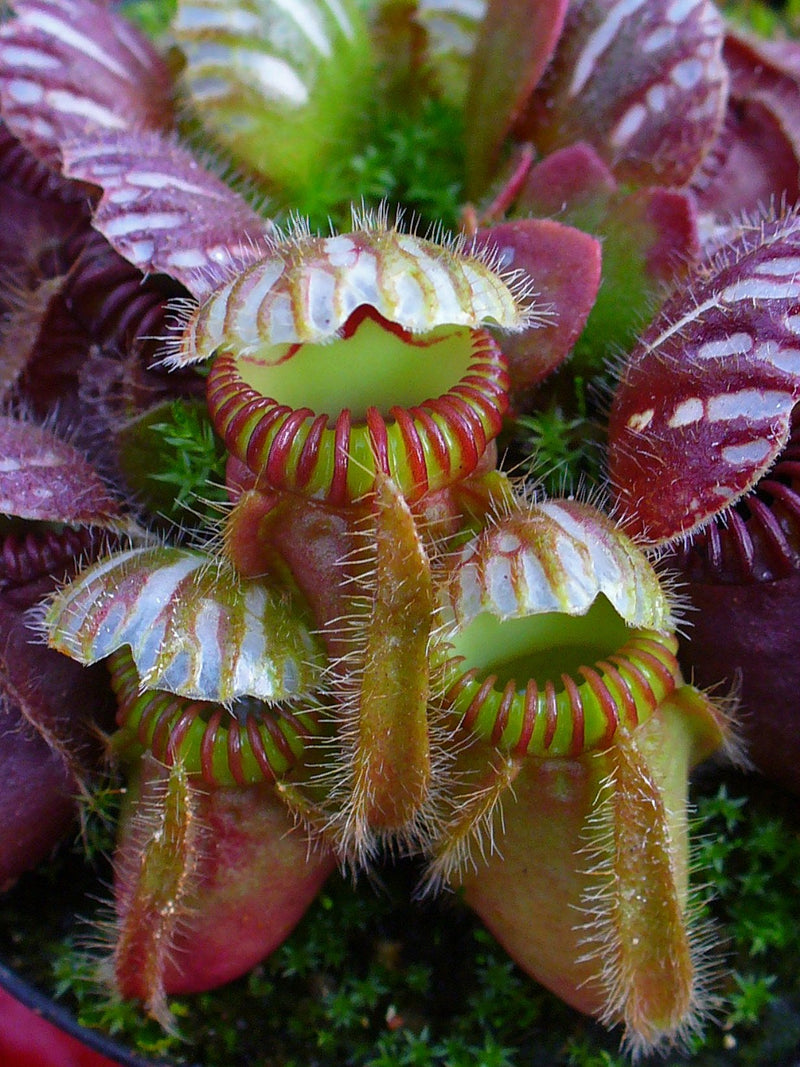 Australian Pitcher Plants (Cephalotus)