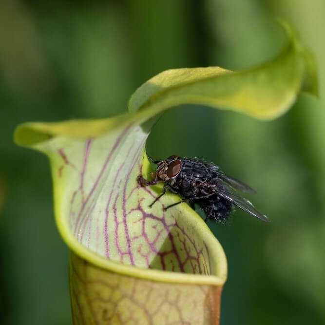 North American Pitcher Plants (Sarracenia)