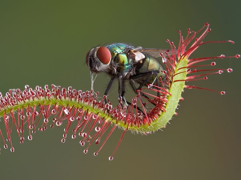 Sundews (Drosera)