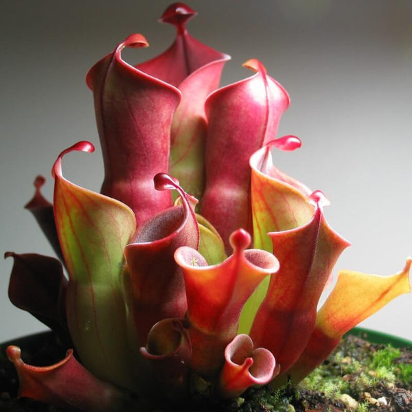 Sun Pitcher Plants (Heliamphora)