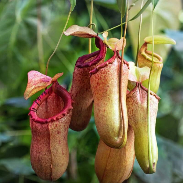 Tropical Pitcher Plants (Nepenthes)