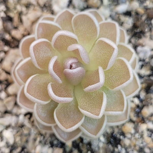 Butterworts (Pinguicula)