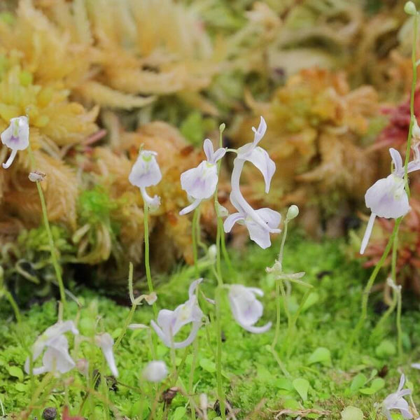 Bladderworts (Utricularia)