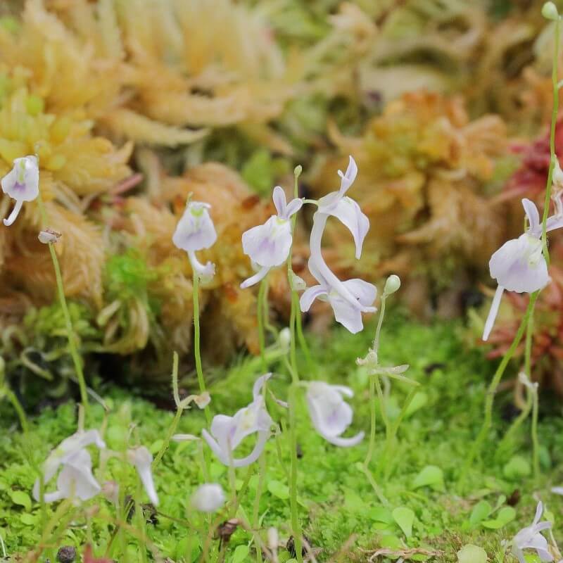 Bladderworts (Utricularia)