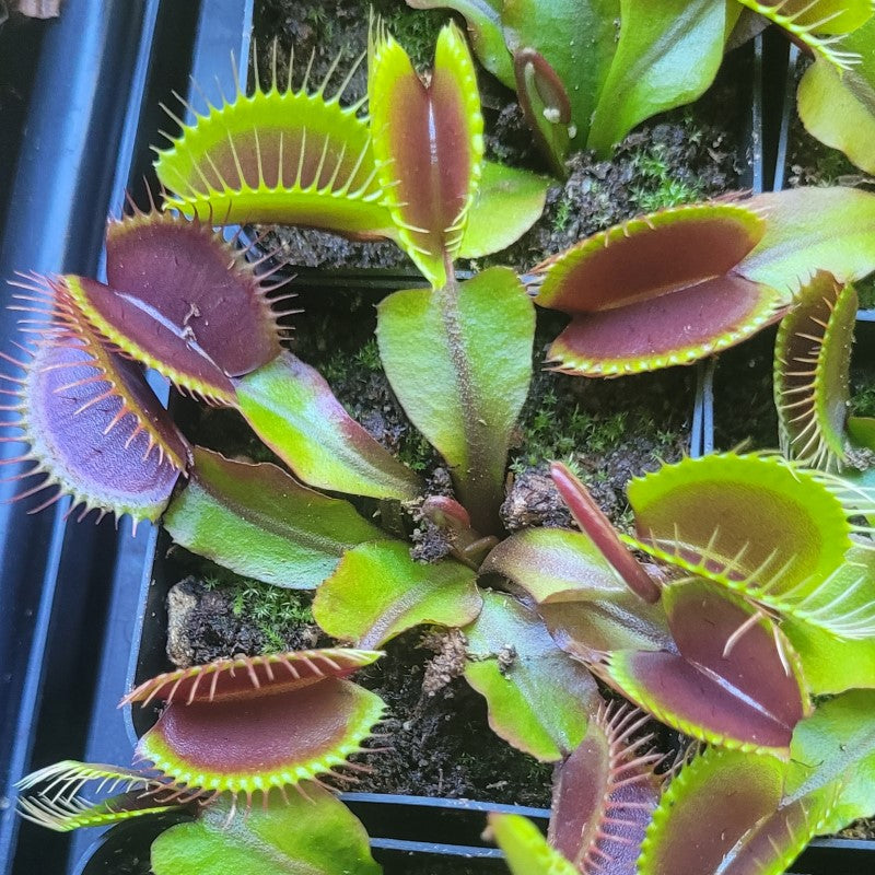 Venus Flytraps (Dionaea muscipula) – Canadian Carnivores