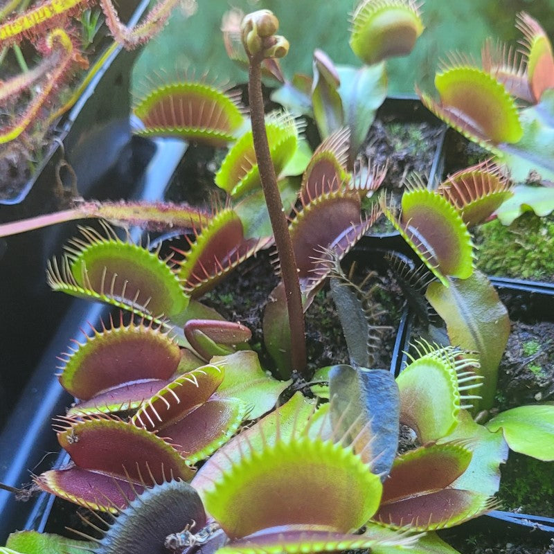 Dionaea muscipula 'Red Dragon'