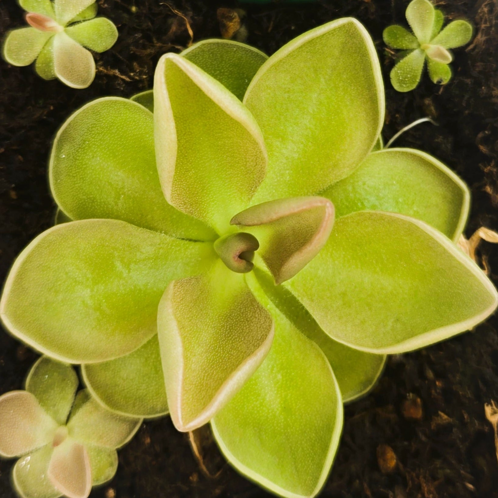 Pinguicula moranensis