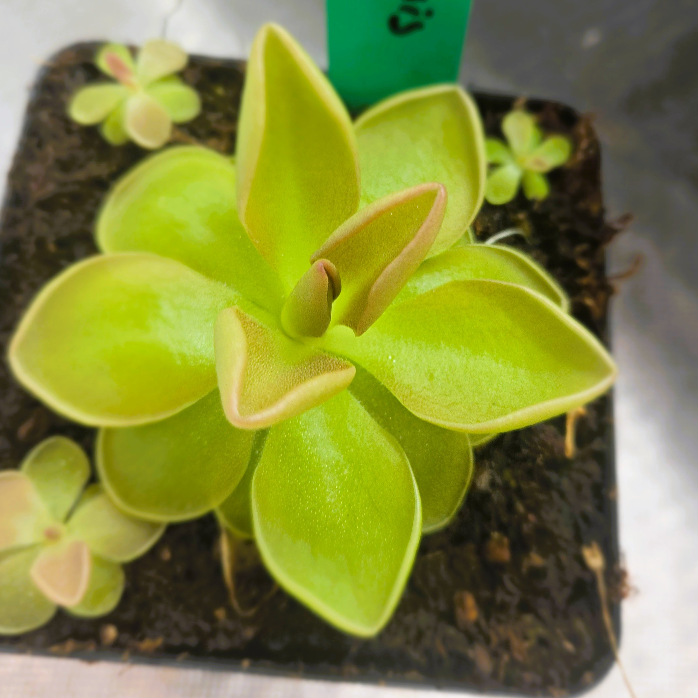 Pinguicula moranensis