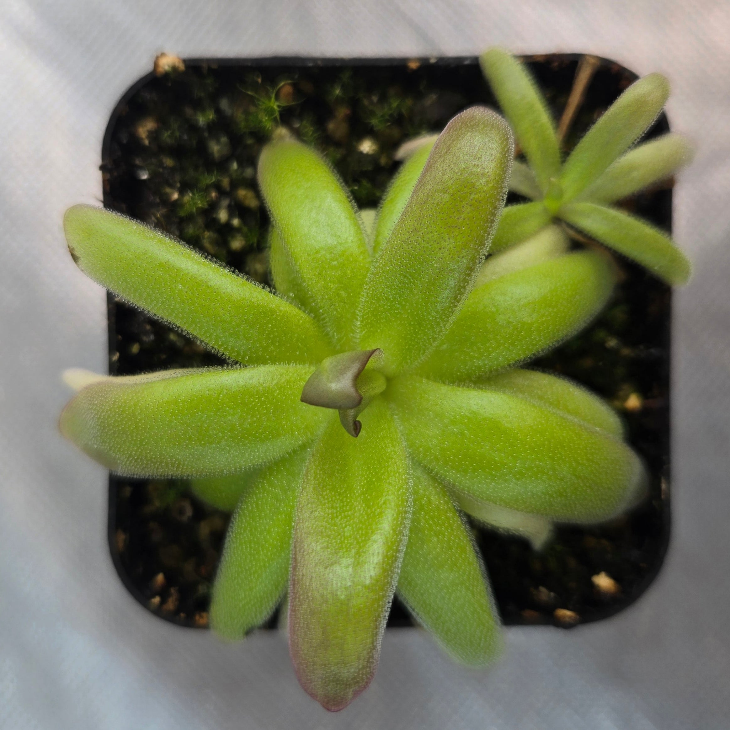 Pinguicula moranensis var. roseii (RC Clone)