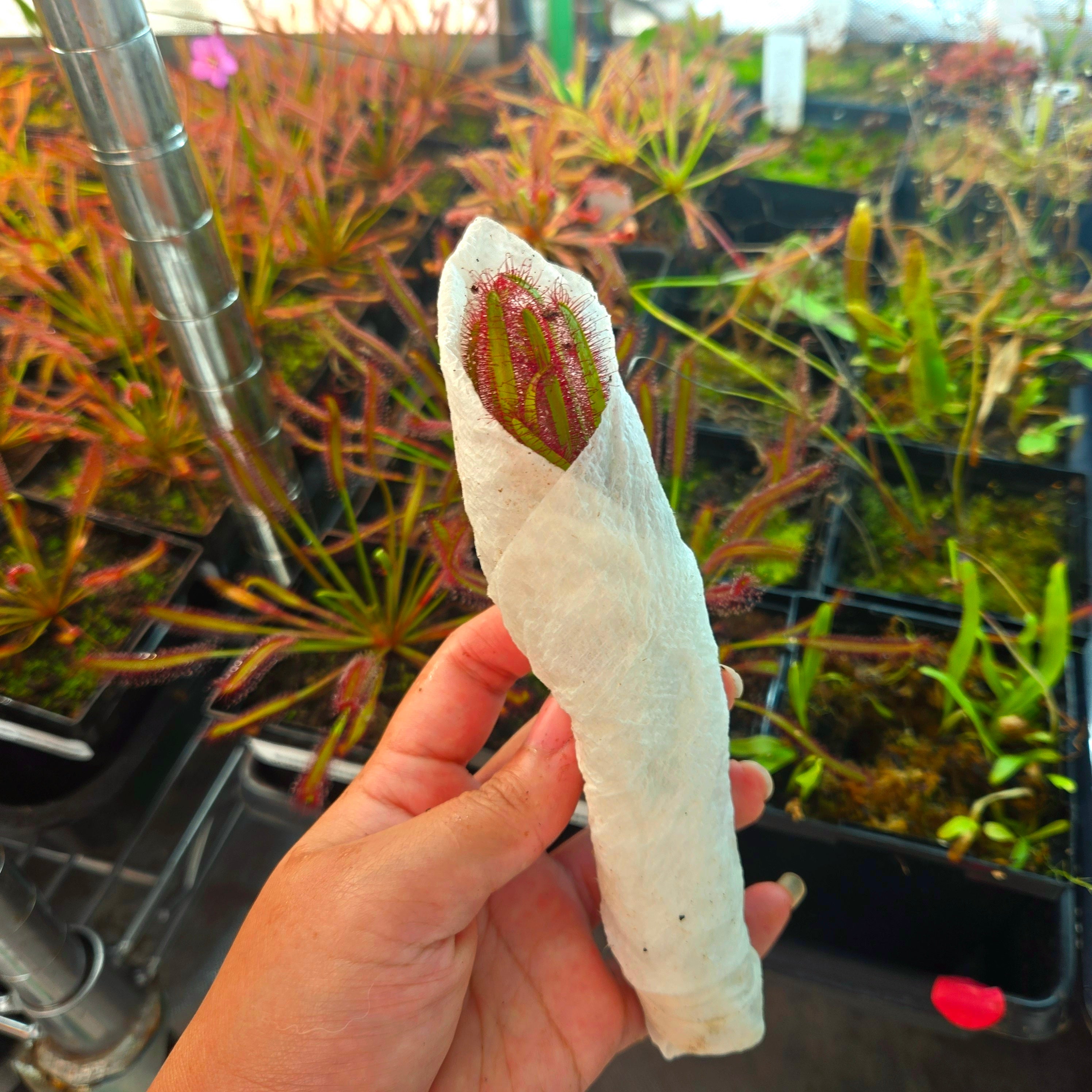 Drosera capensis 'Dark Maroon'