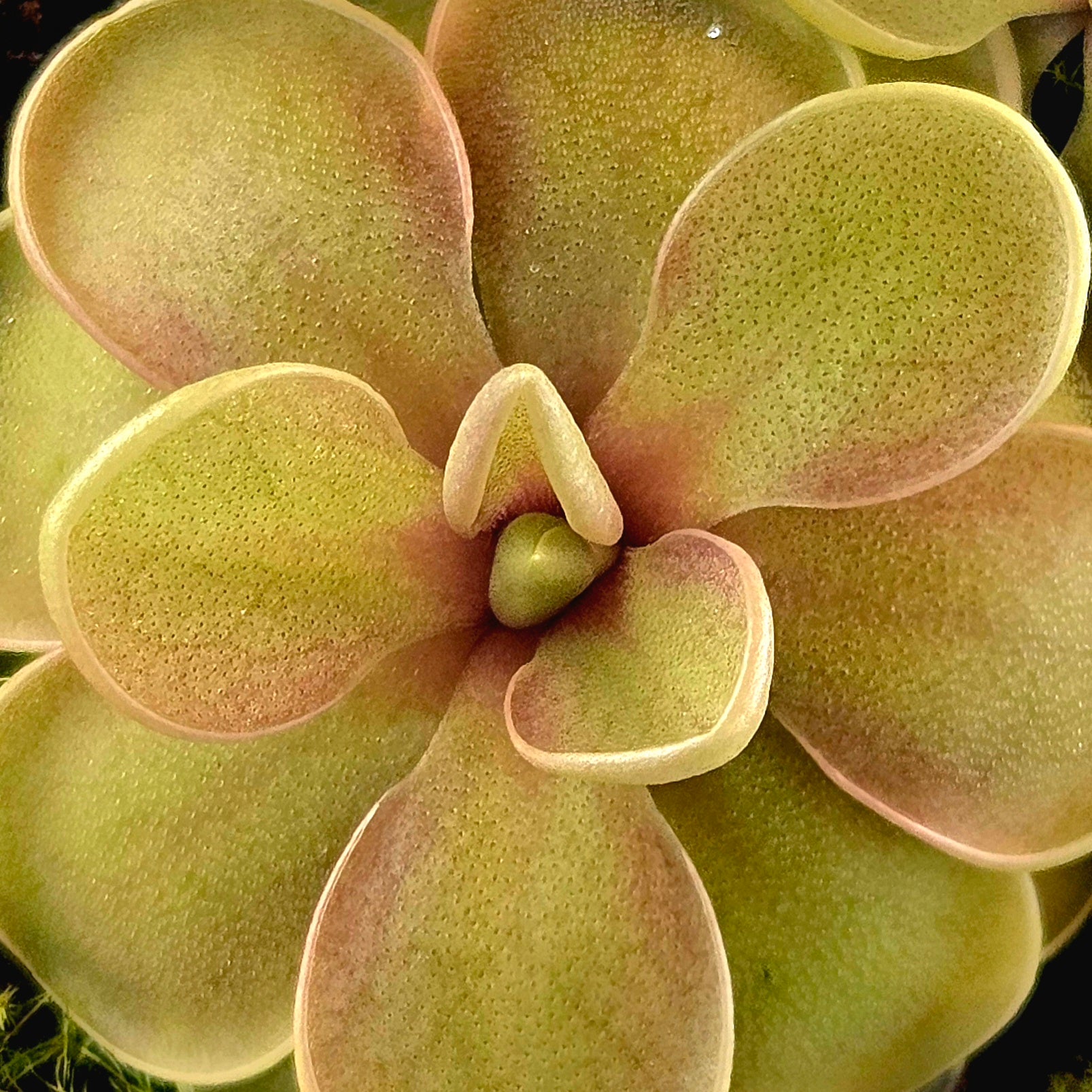 Pinguicula jaumavensis x emarginata