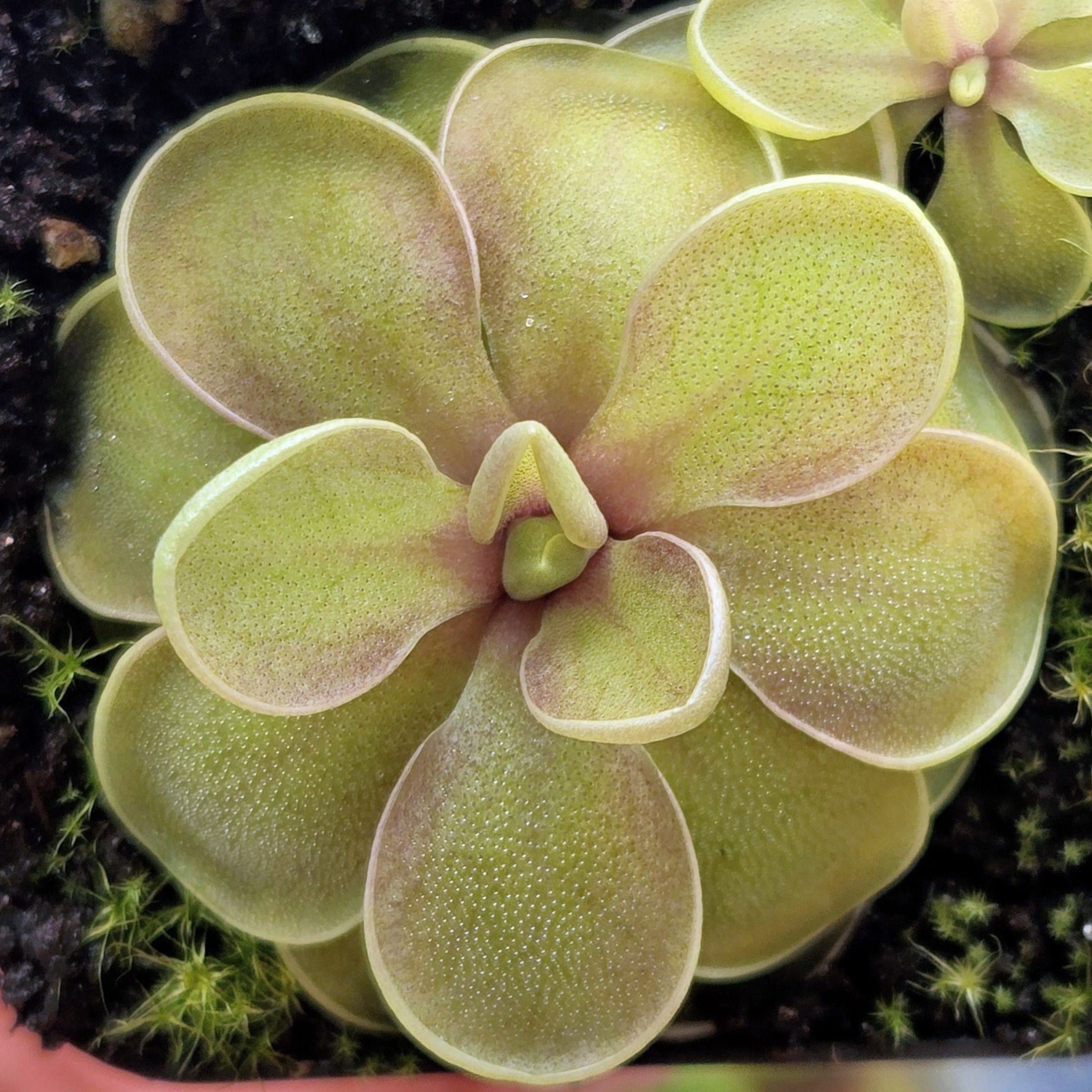 Pinguicula jaumavensis x emarginata