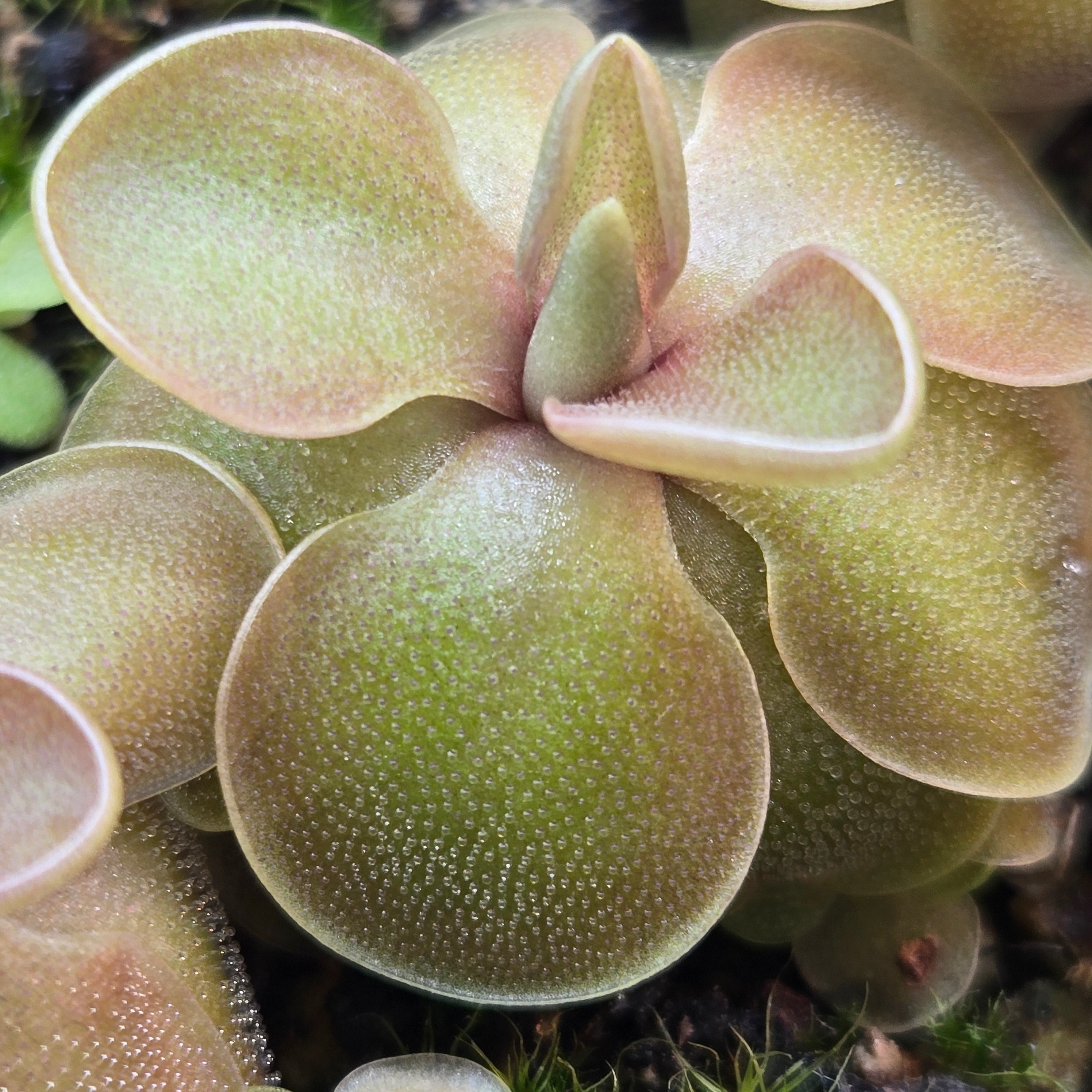 Pinguicula jaumavensis x emarginata