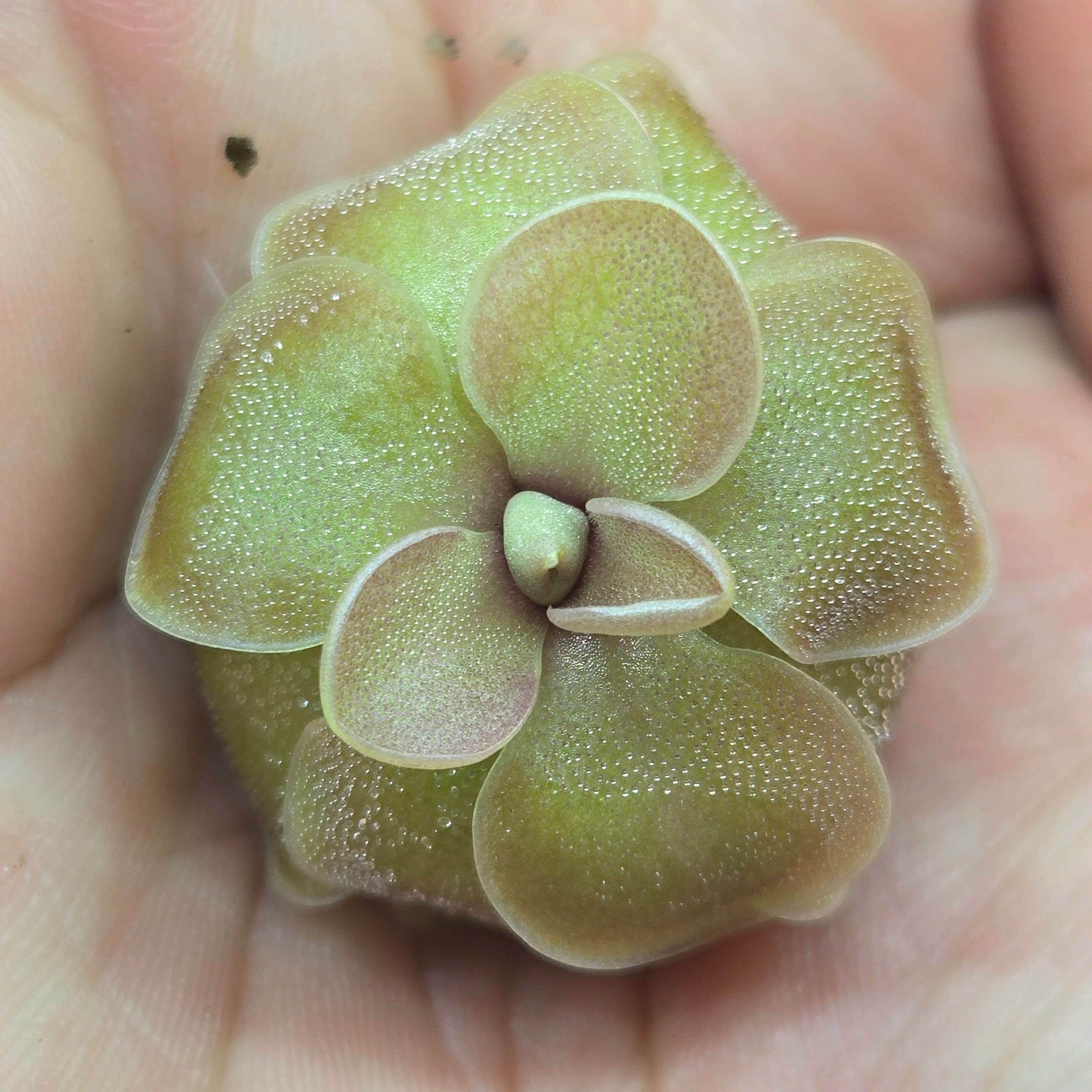 Pinguicula jaumavensis x emarginata