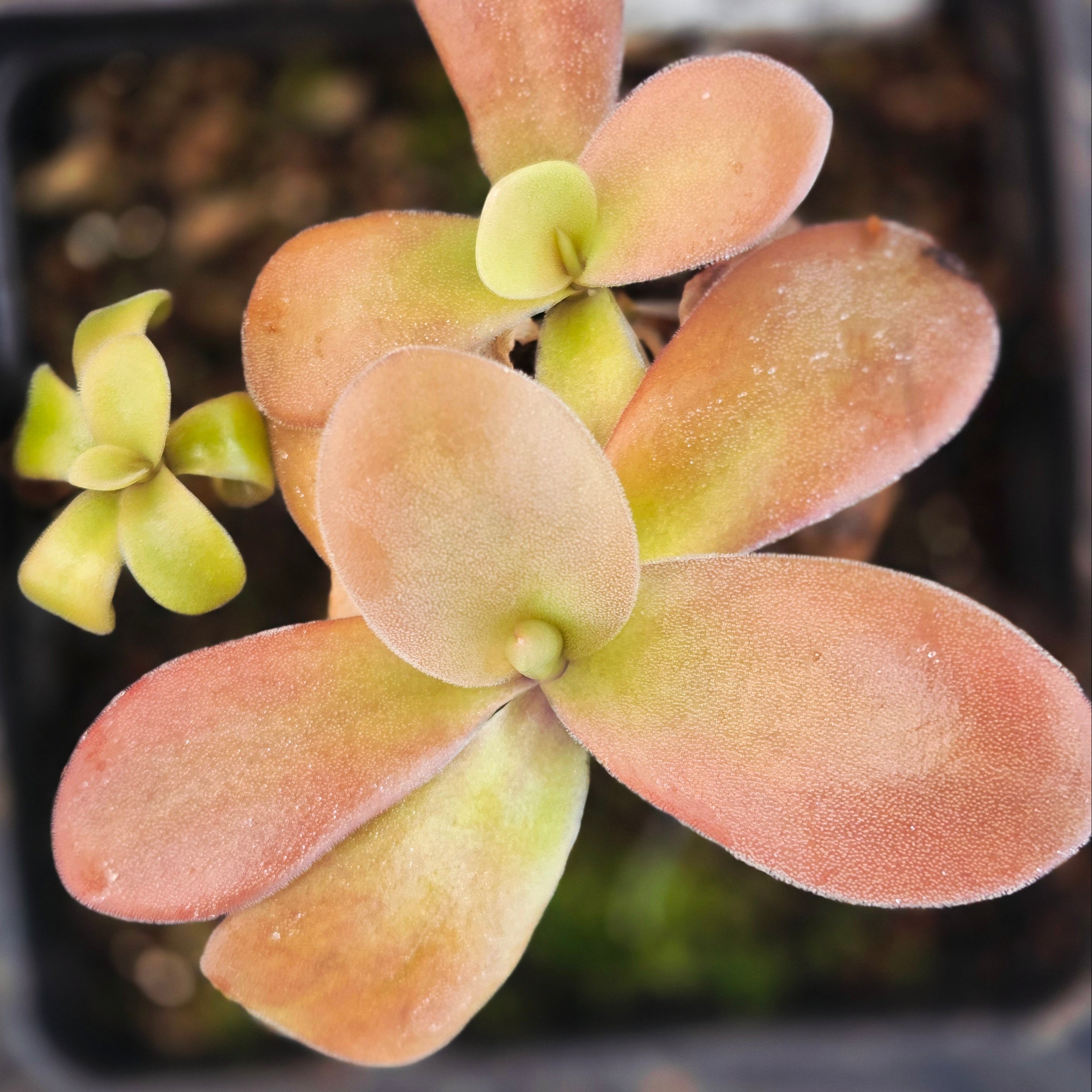 Pinguicula gigantea (Red Form)