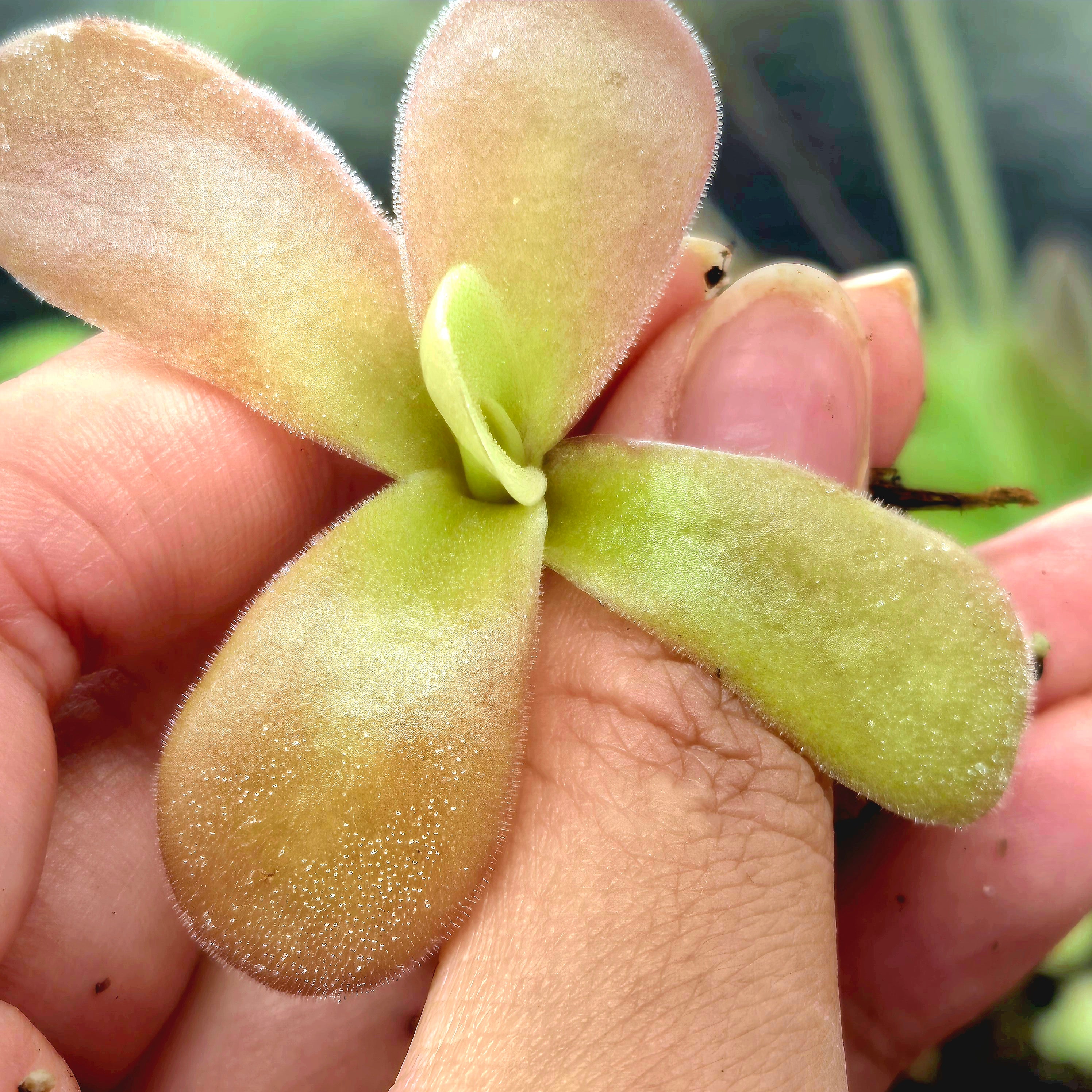 Pinguicula gigantea (Red Form)