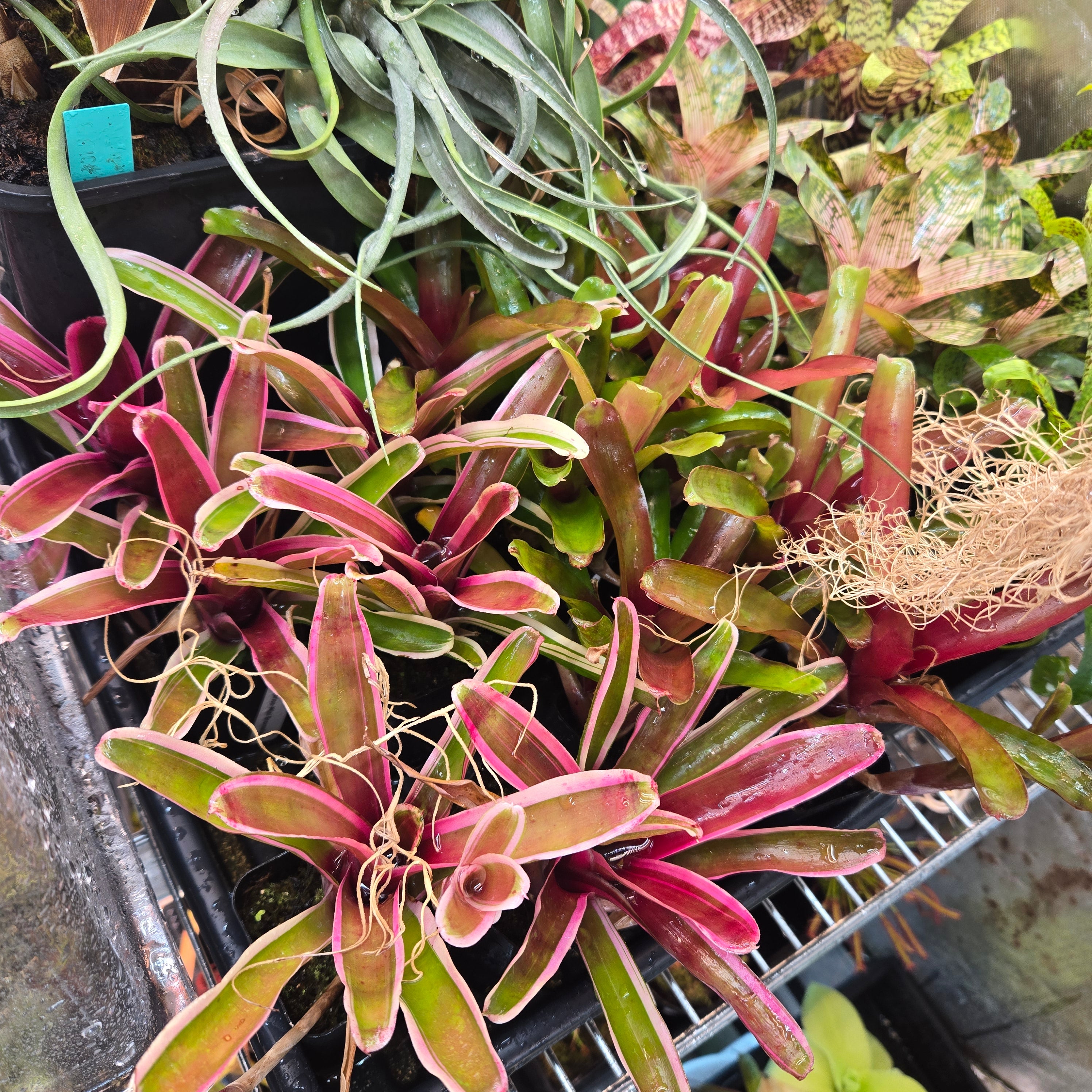 Neoregelia 'Fireball' – Canadian Carnivores