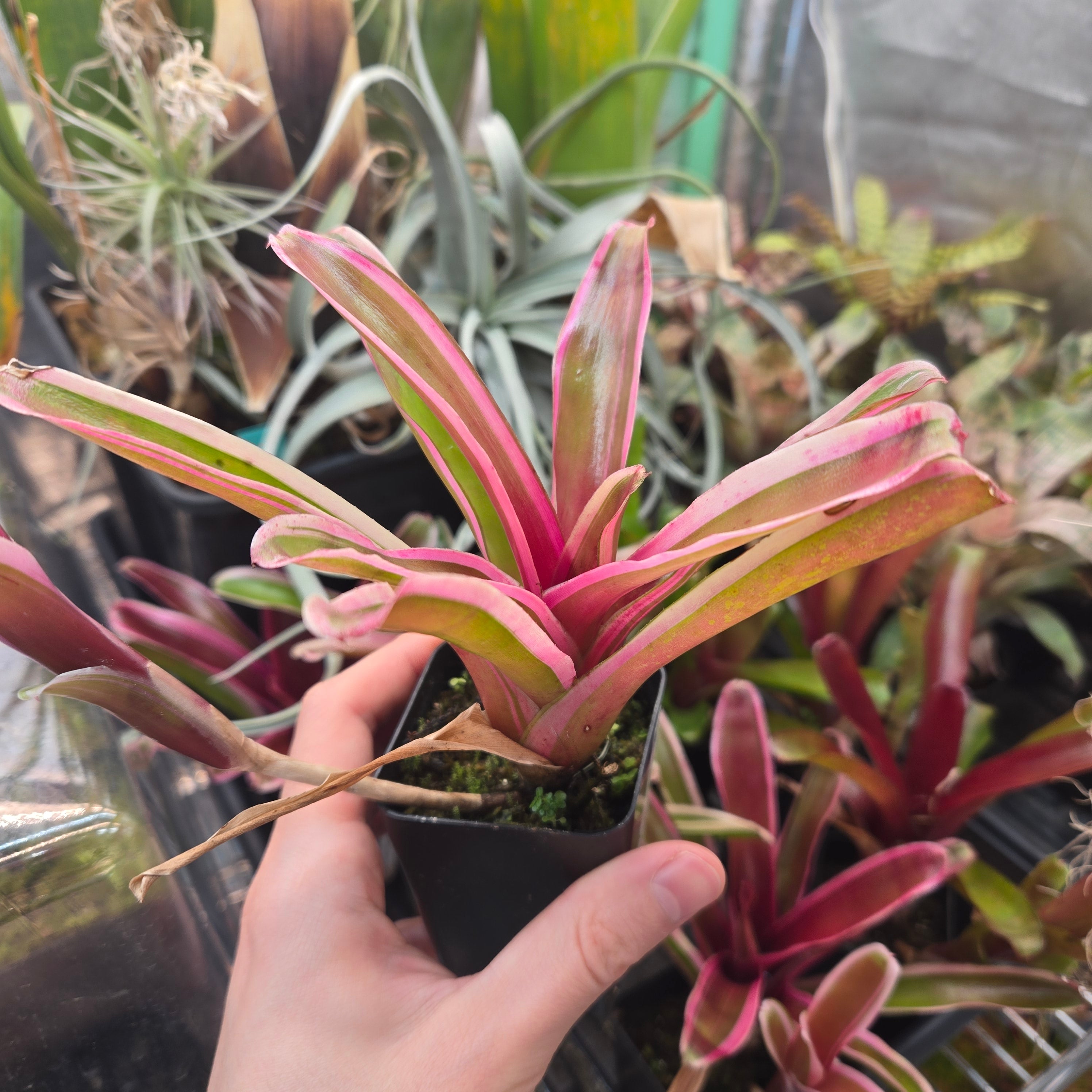 Neoregelia 'Gorion' – Canadian Carnivores