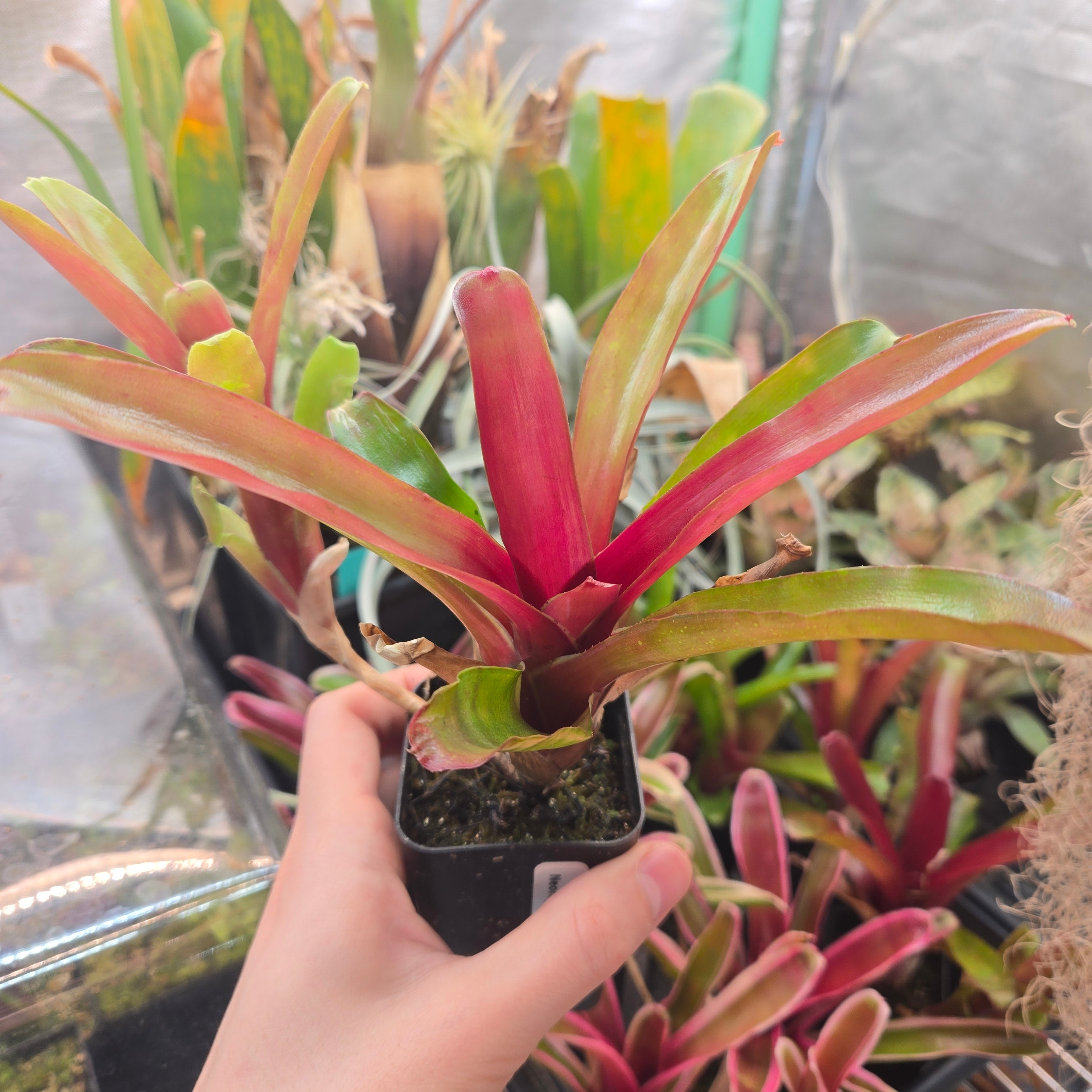 Neoregelia 'Fireball' – Canadian Carnivores