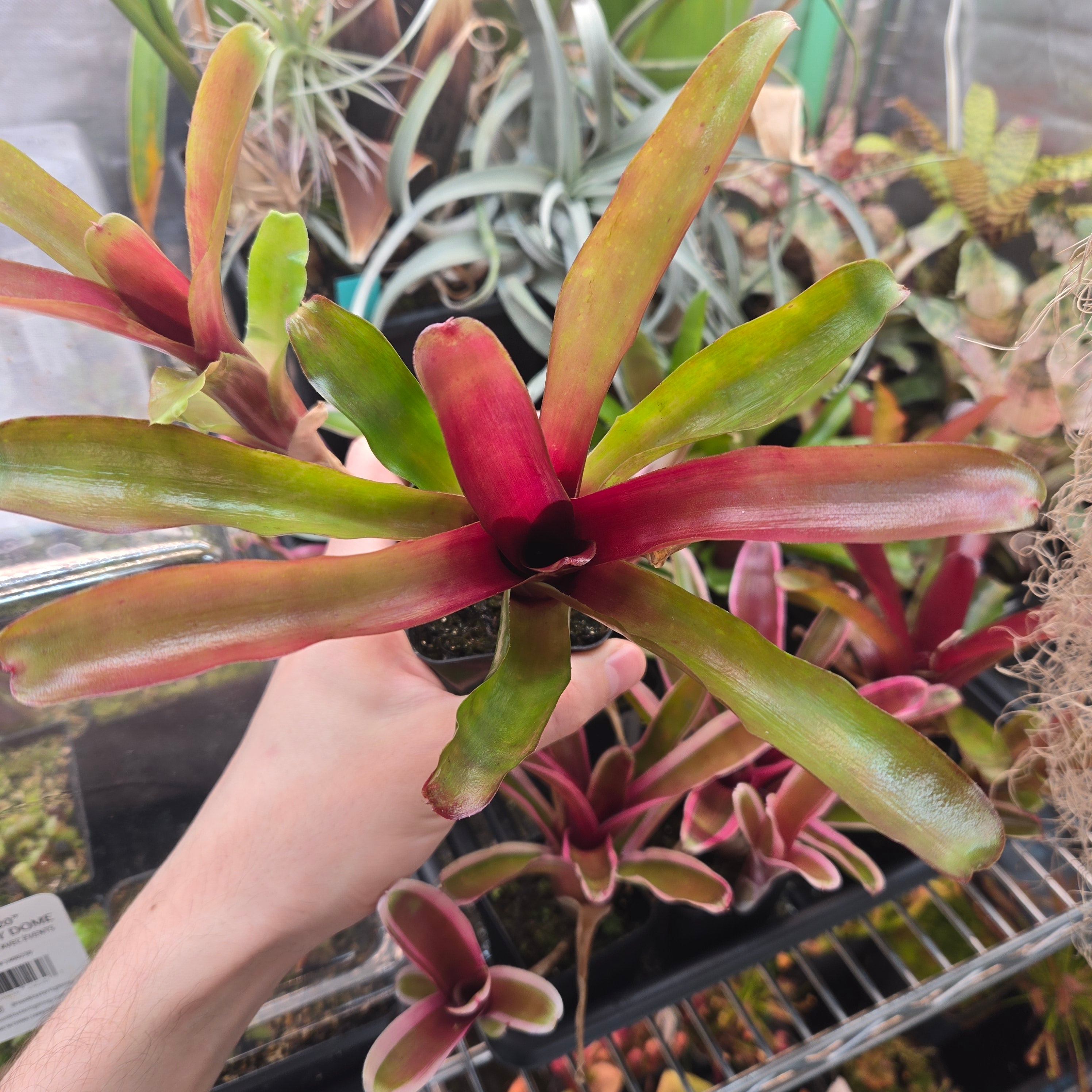 Neoregelia 'Fireball' – Canadian Carnivores