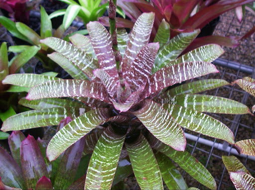 Vriesea fosteriana ‘Red Chestnut’