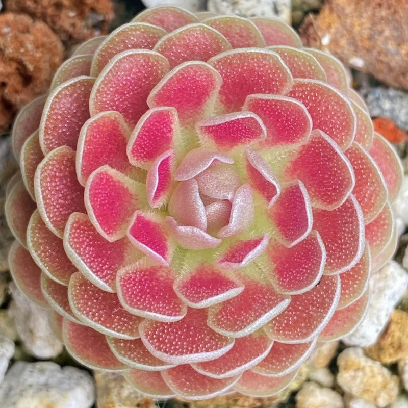 Pinguicula 'Florian'