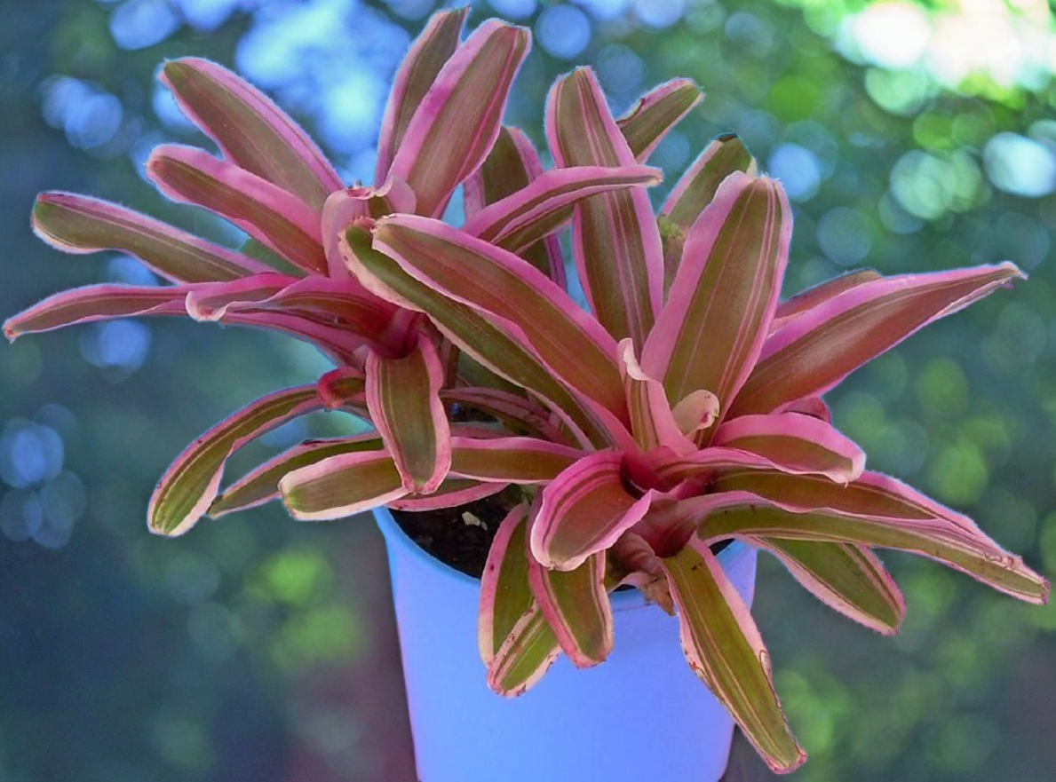 Neoregelia ‘Gorion’