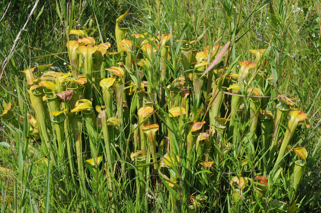 Sarracenia alata (Pale Pitcher Plant)