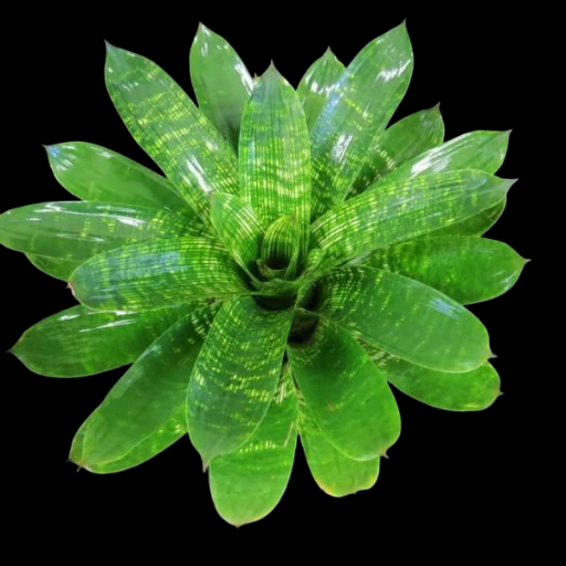 Vriesea gigantea ‘Nova’