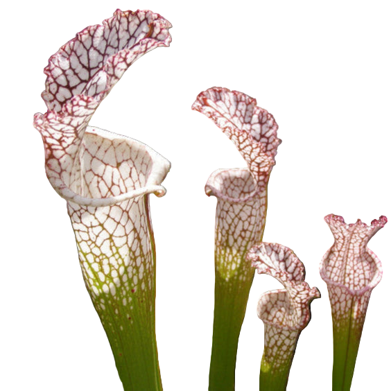 Sarracenia leaucophylla (White-Topped Pitcher Plant)