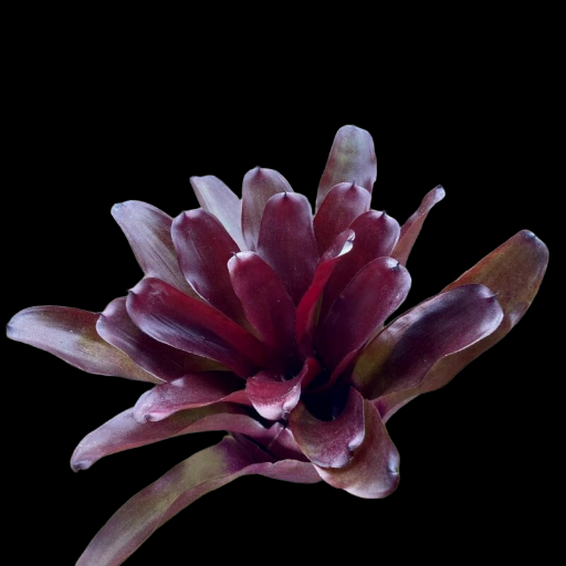 Neoregelia ‘Fireball’