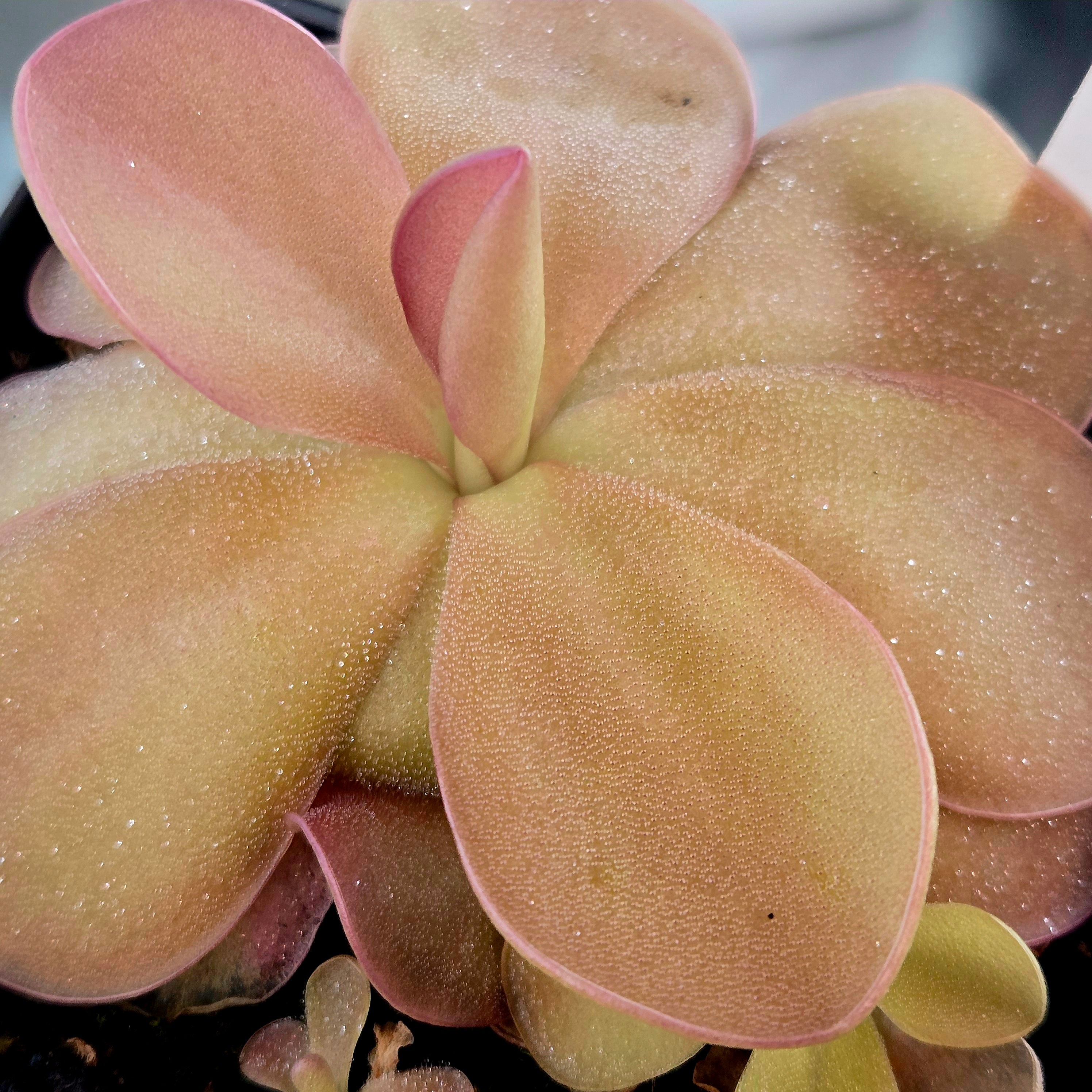 Pinguicula 'Blush'
