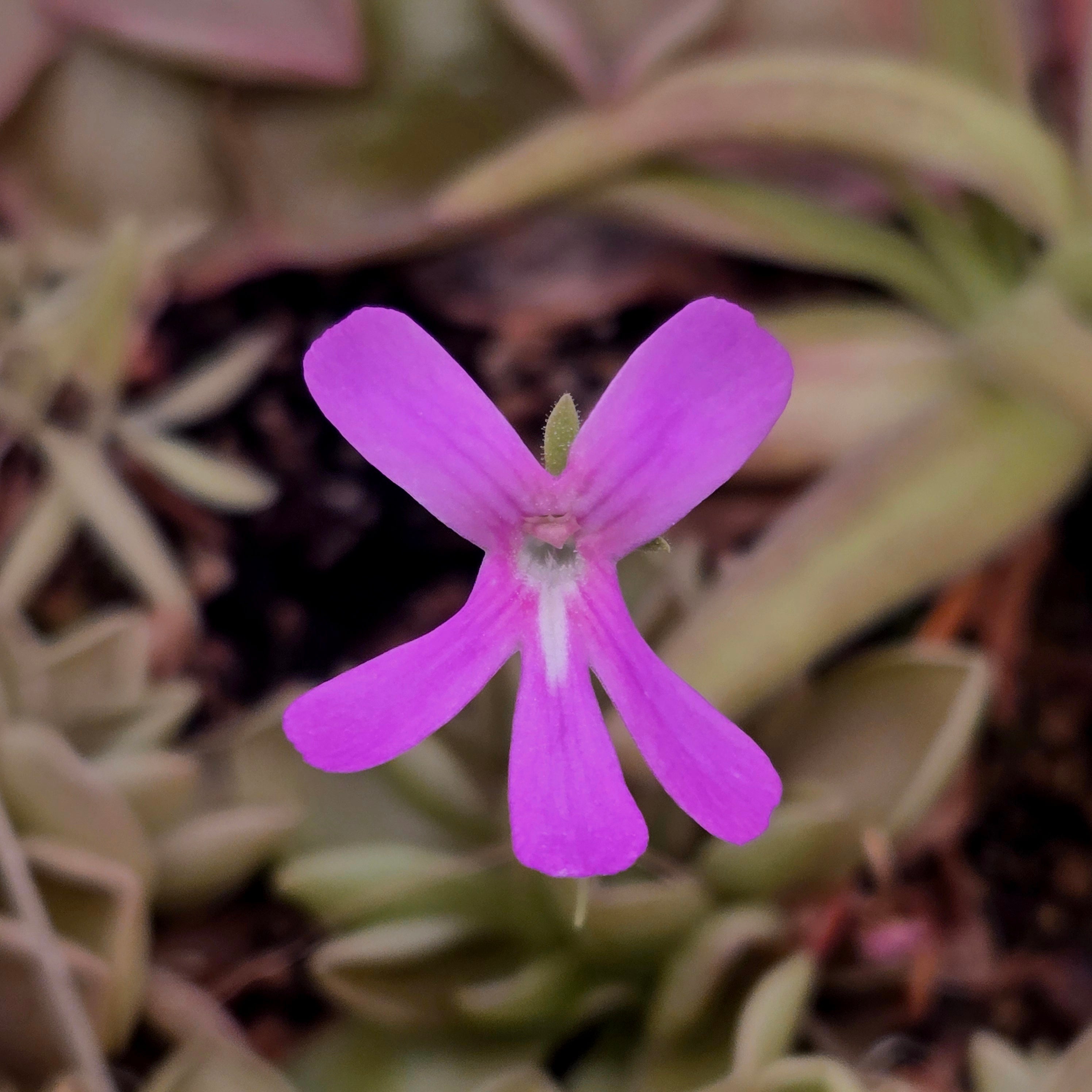 Pinguicula 'Blush'