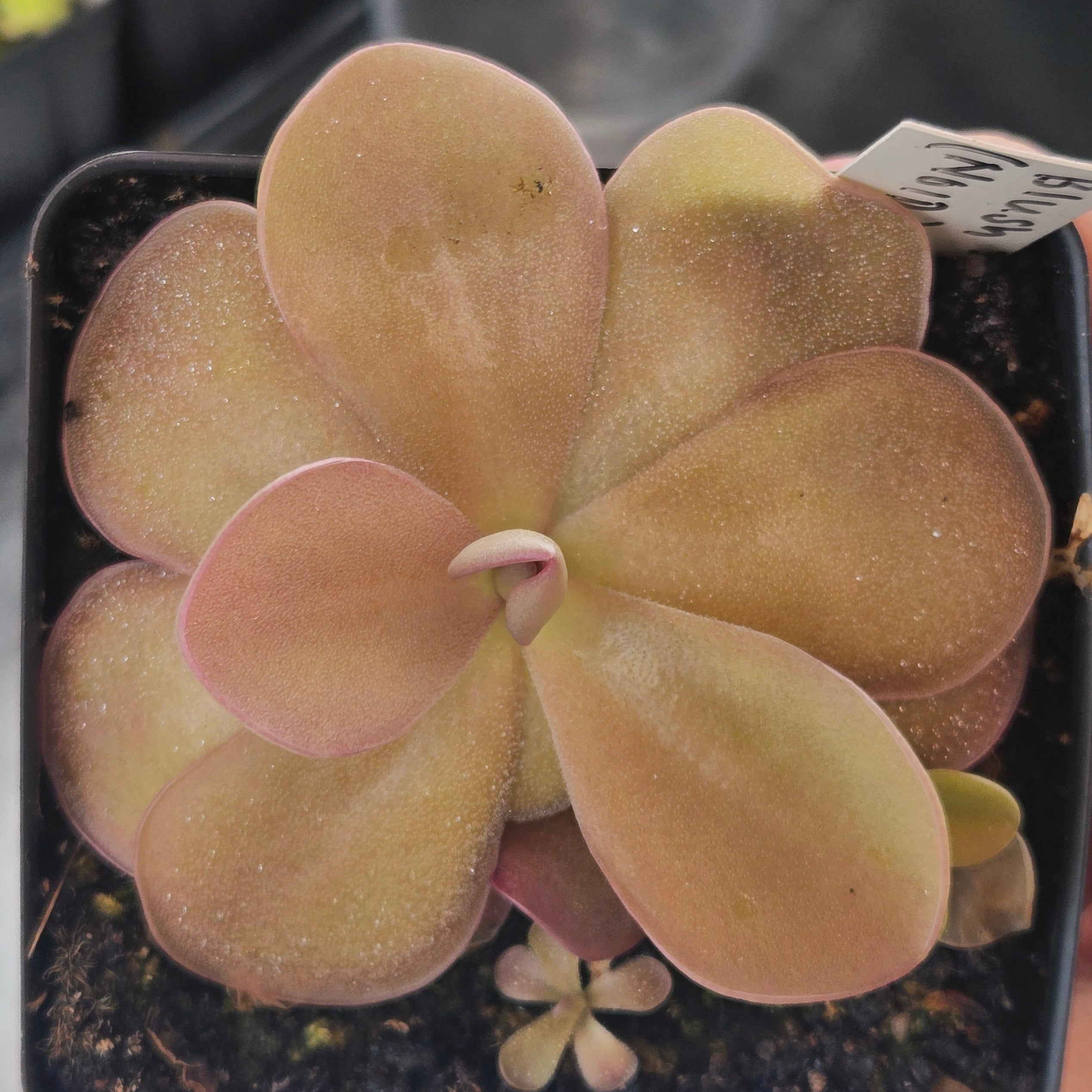 Pinguicula 'Blush'