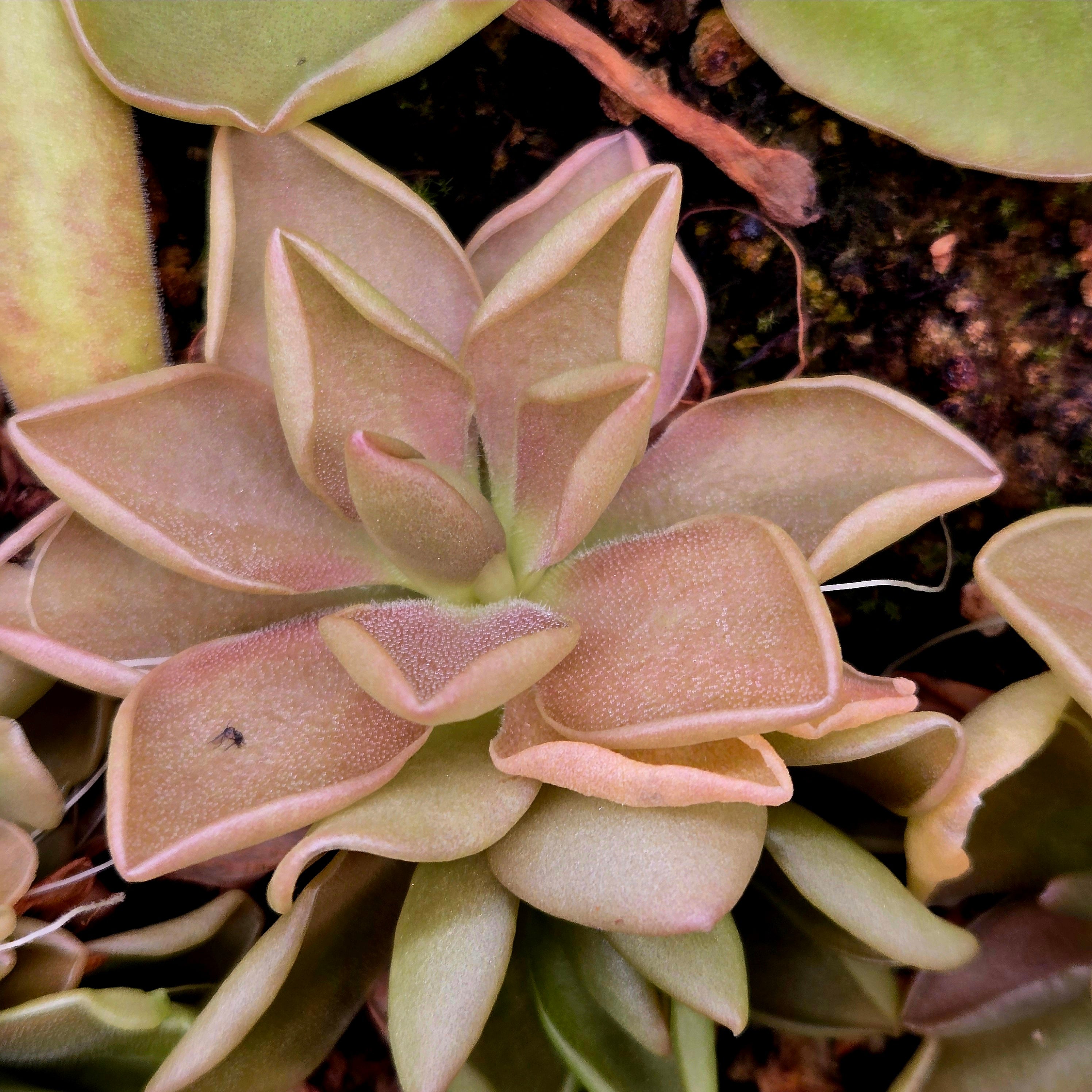 Pinguicula 'Blush'
