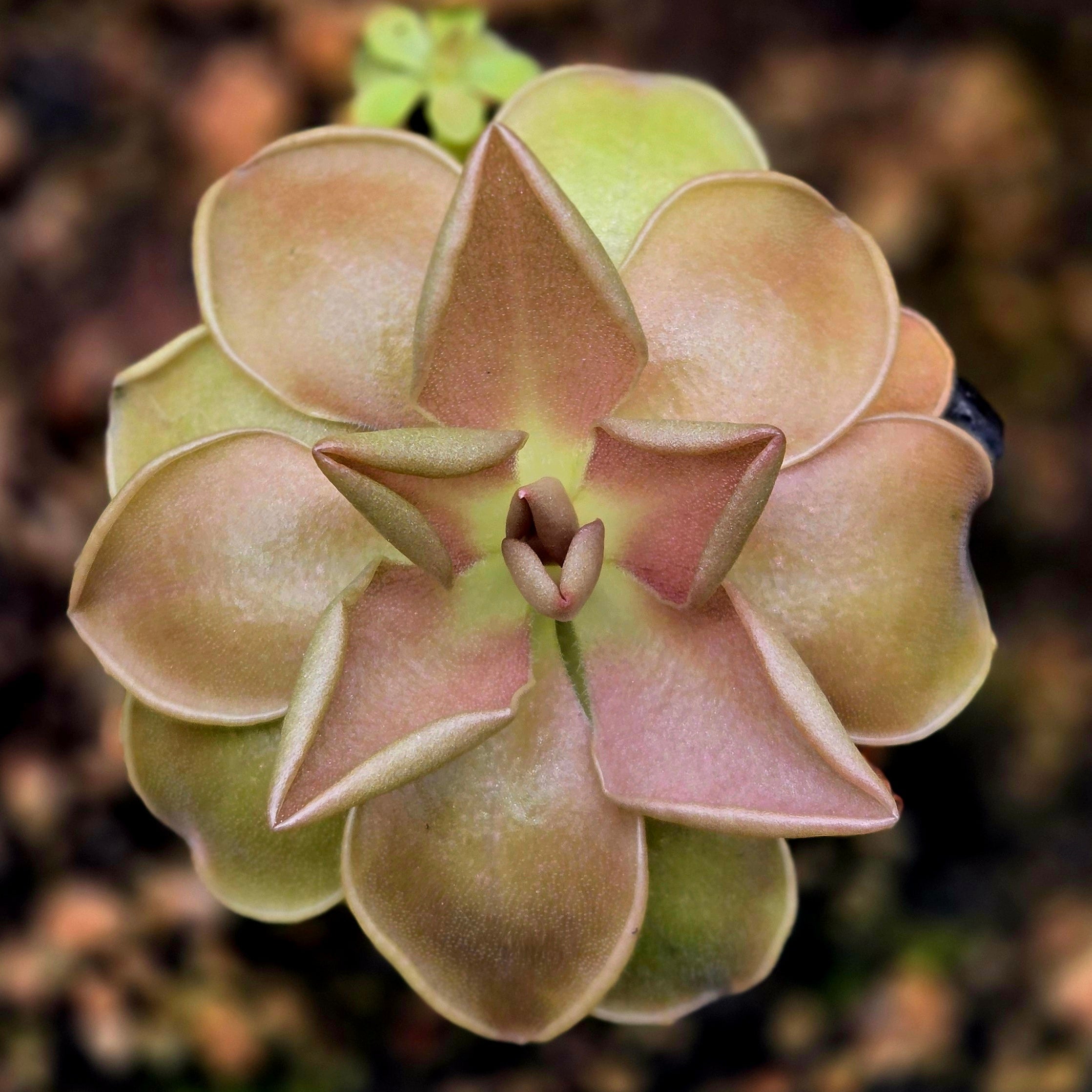 Pinguicula 'Blush'