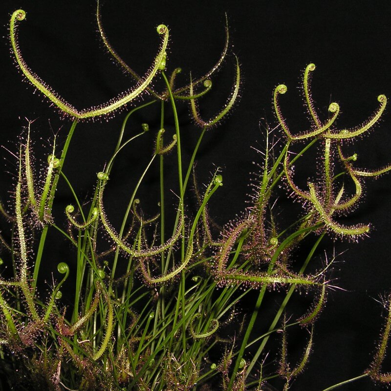 Drosera dichotoma ‘Giant Form’