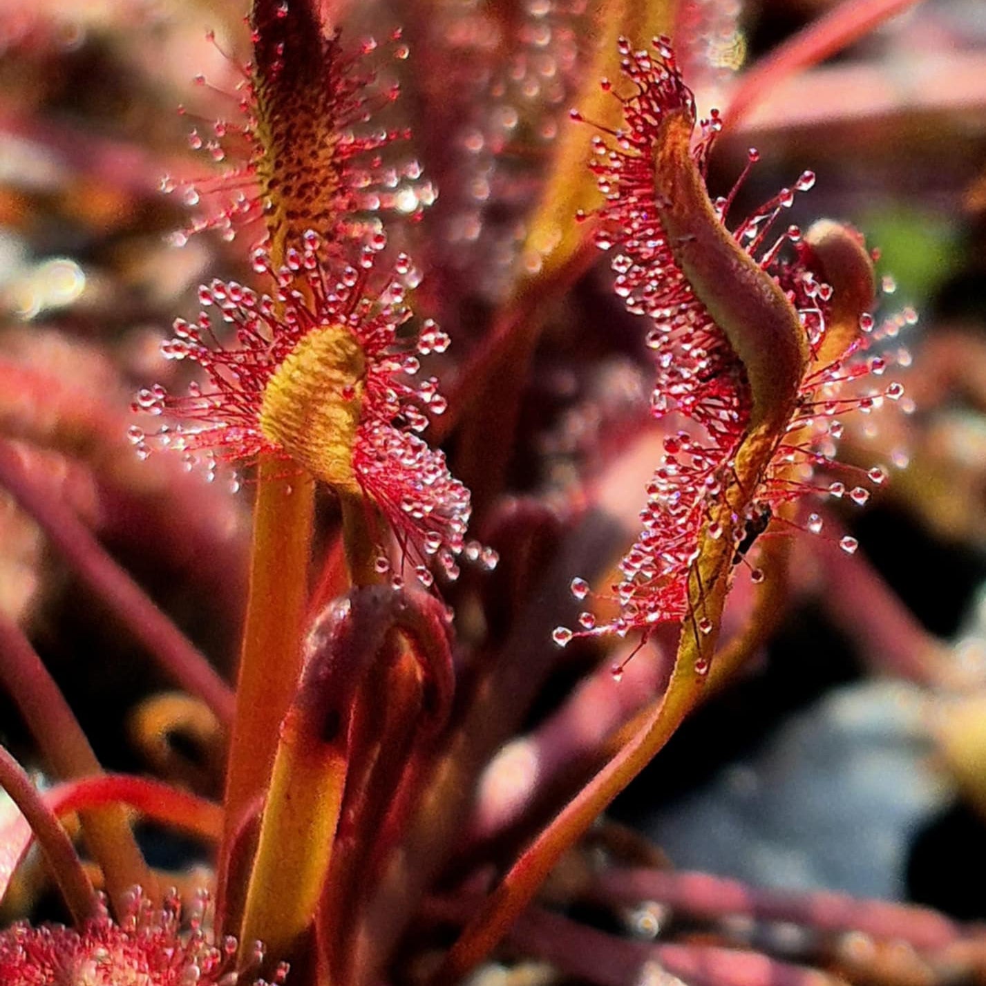 Drosera capensis 'Dark Maroon'