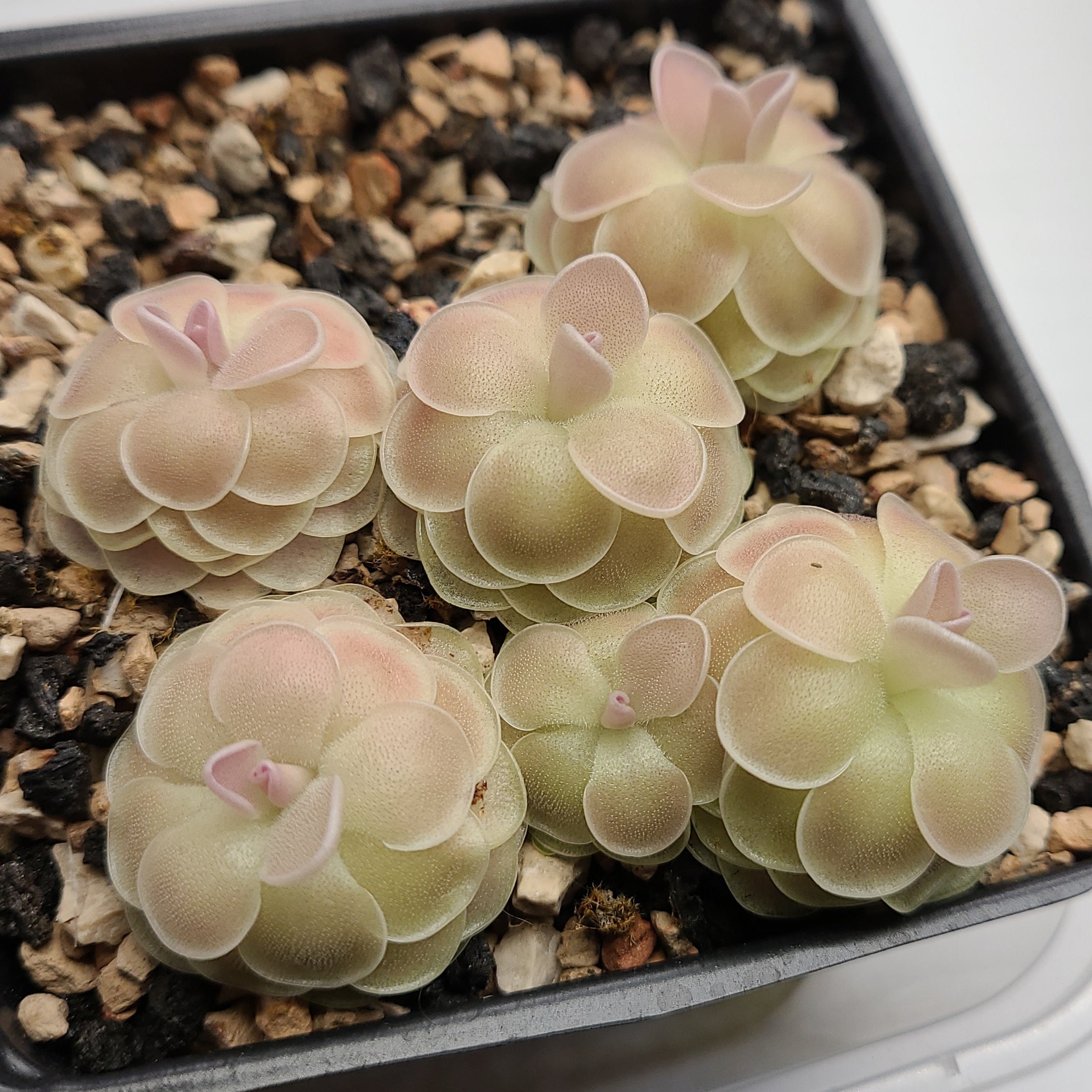 Pinguicula esseriana 'Buena Vista'