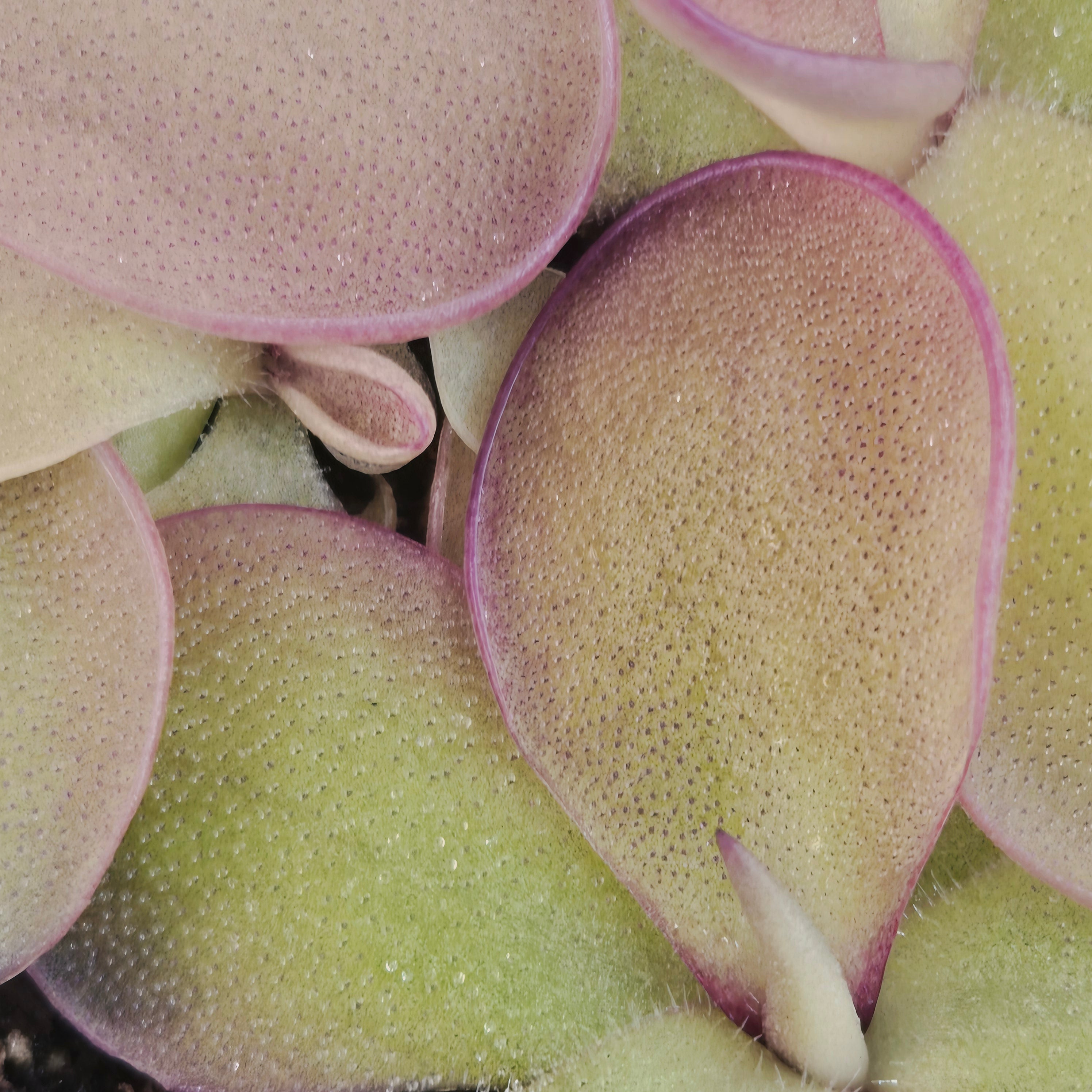 Pinguicula 'Dusky Heart'