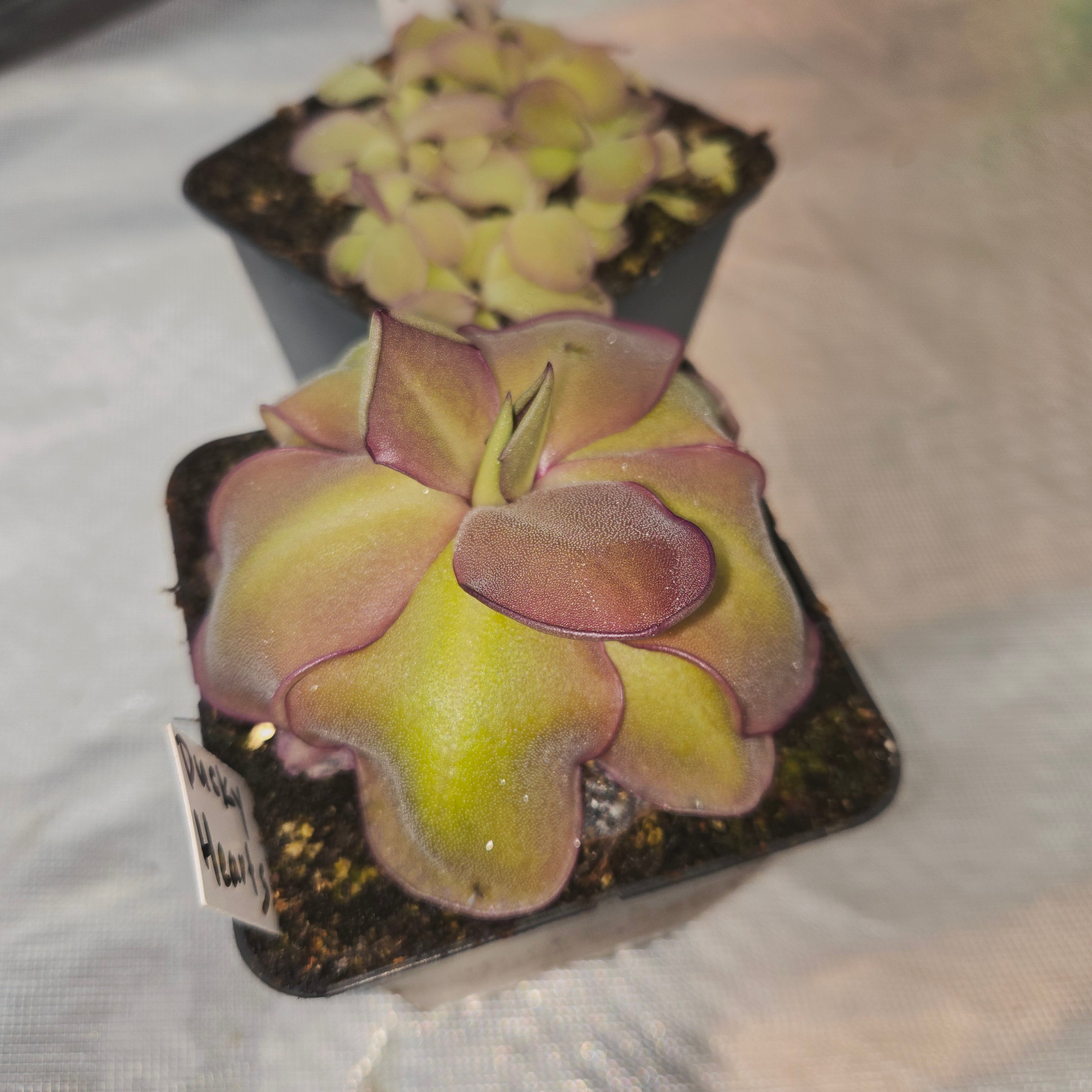 Pinguicula 'Dusky Heart'