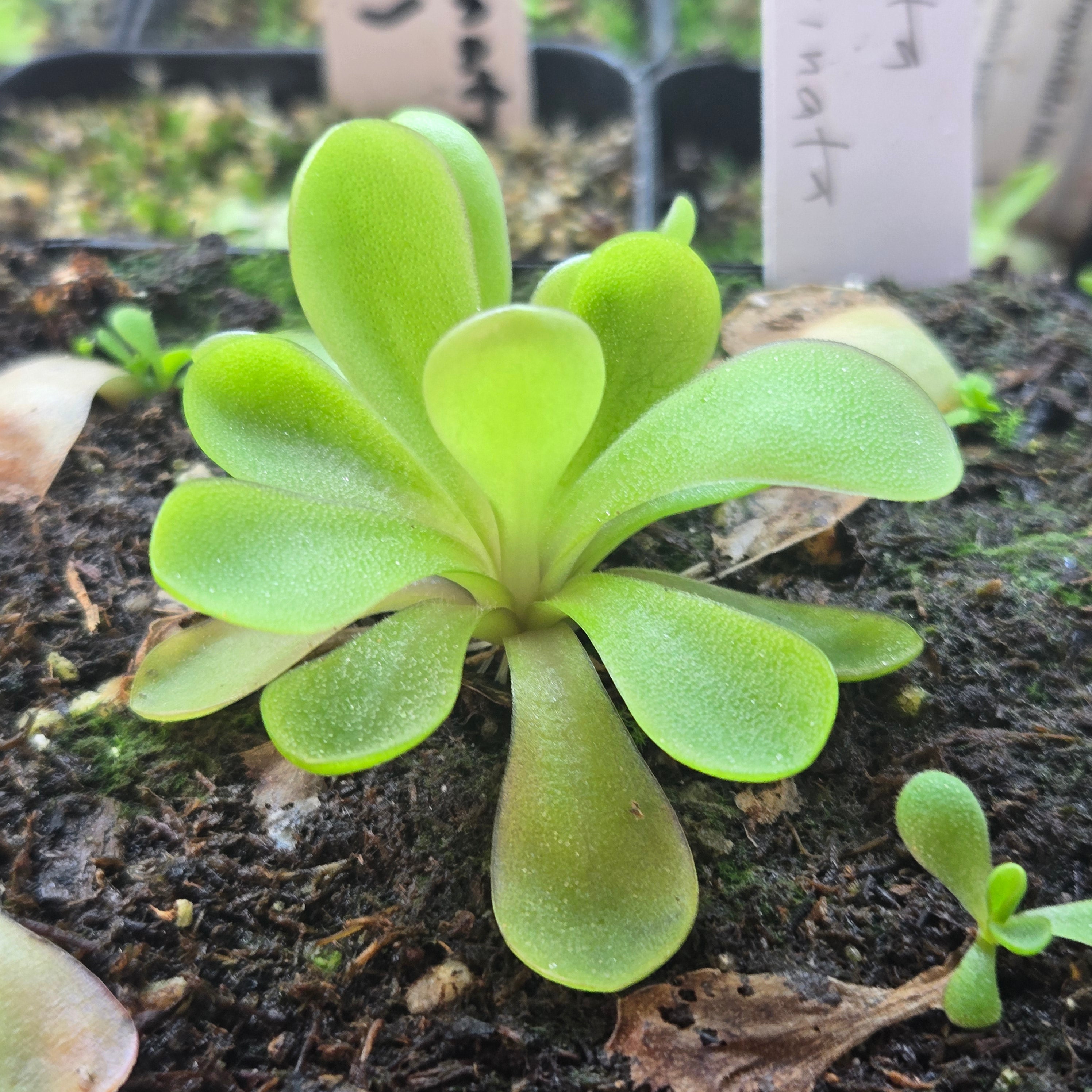 Pinguicula agnata x emarginata