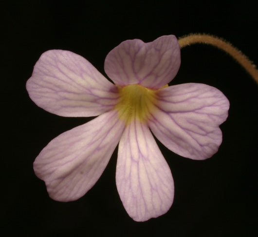 Pinguicula agnata x emarginata