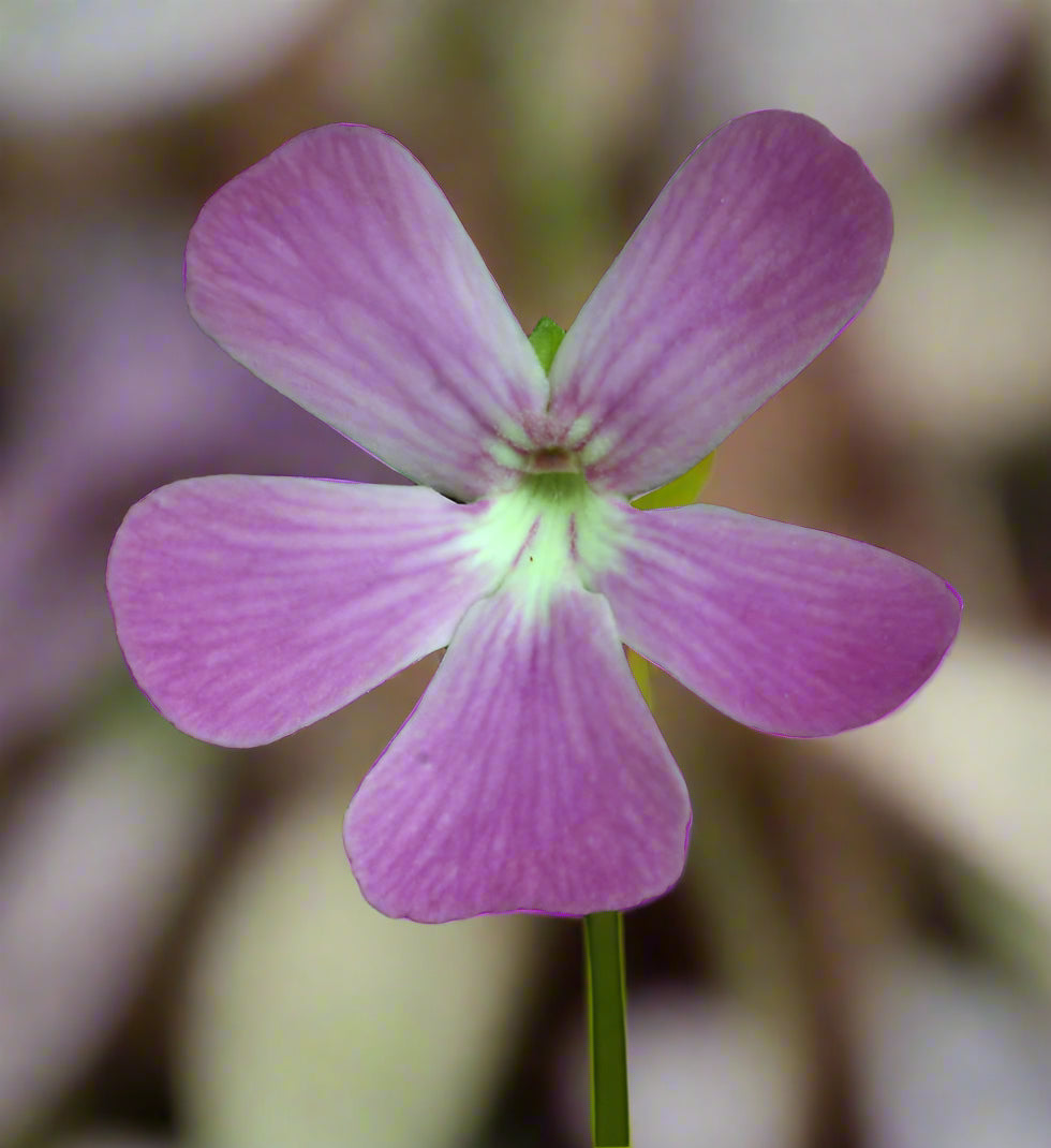 Pinguicula moranensis var. roseii (RC Clone)