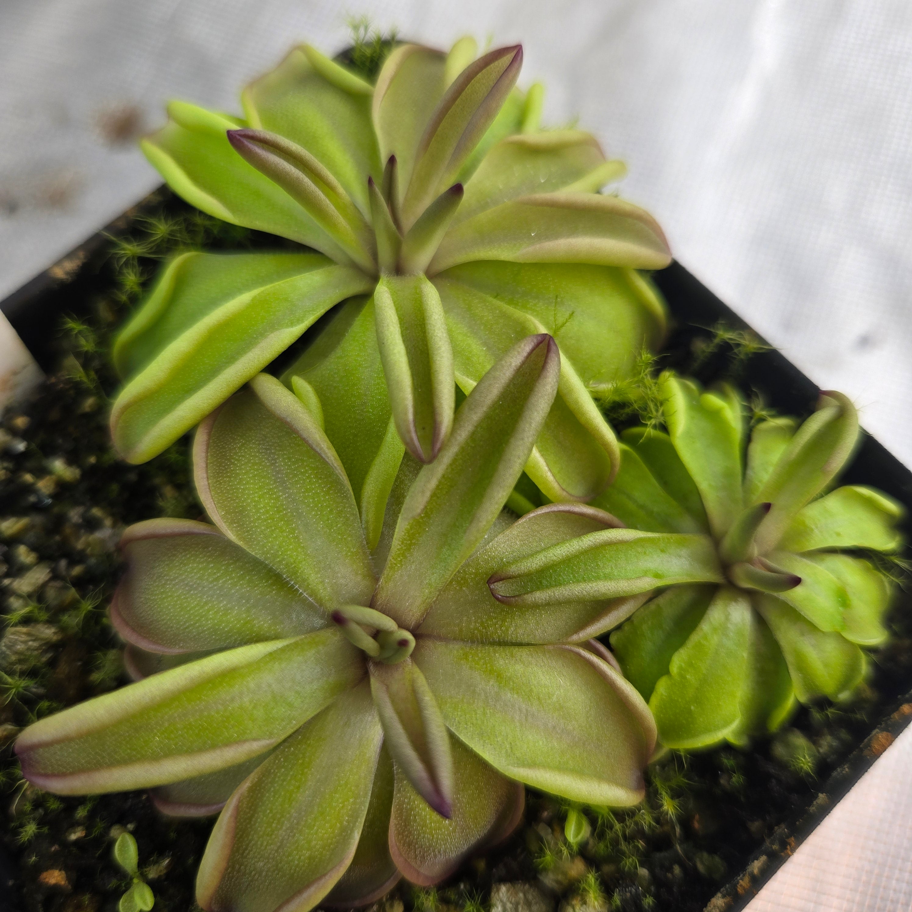 Pinguicula emarginata x hemiepiphytica