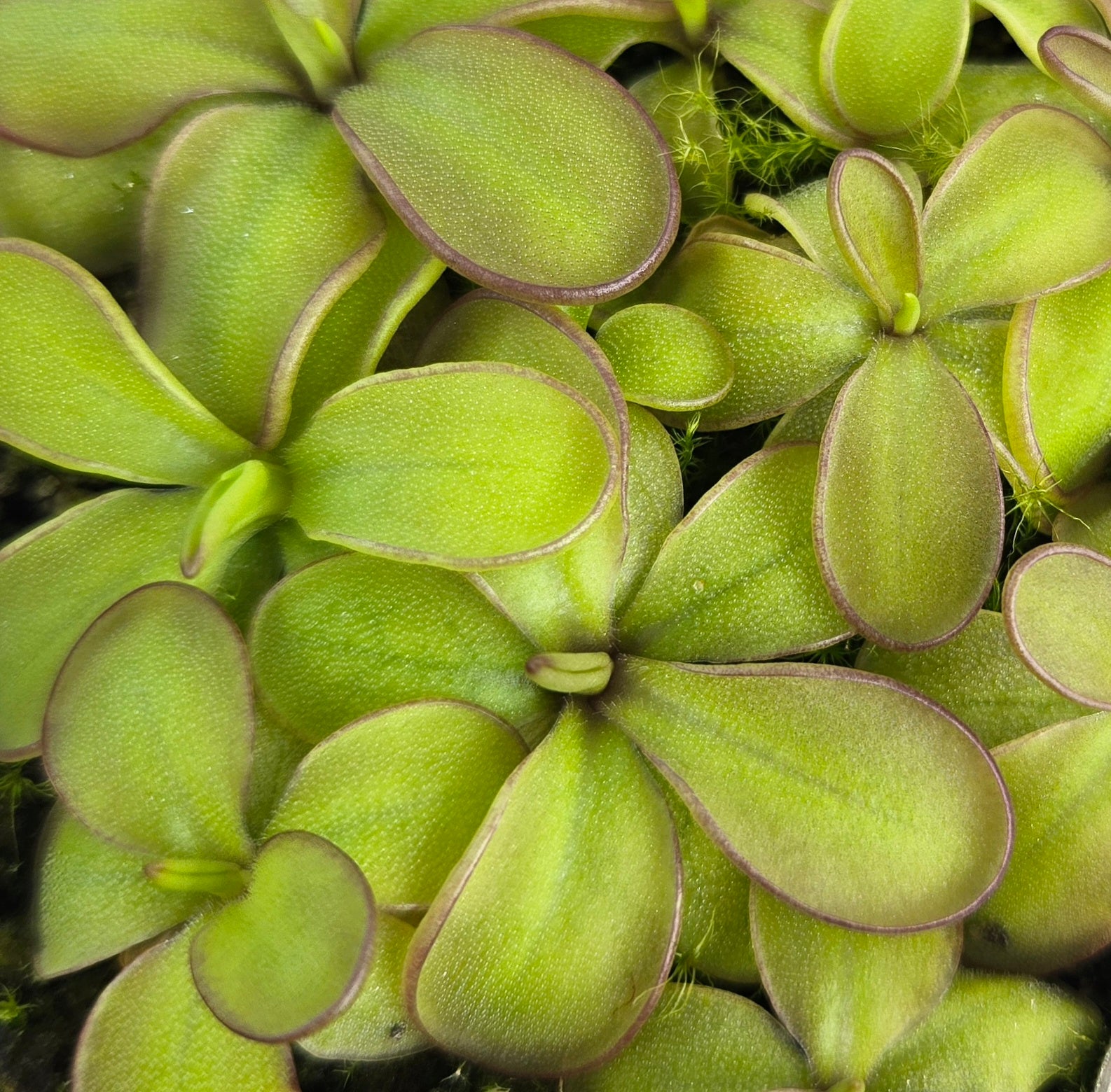 Pinguicula laueana x emarginata